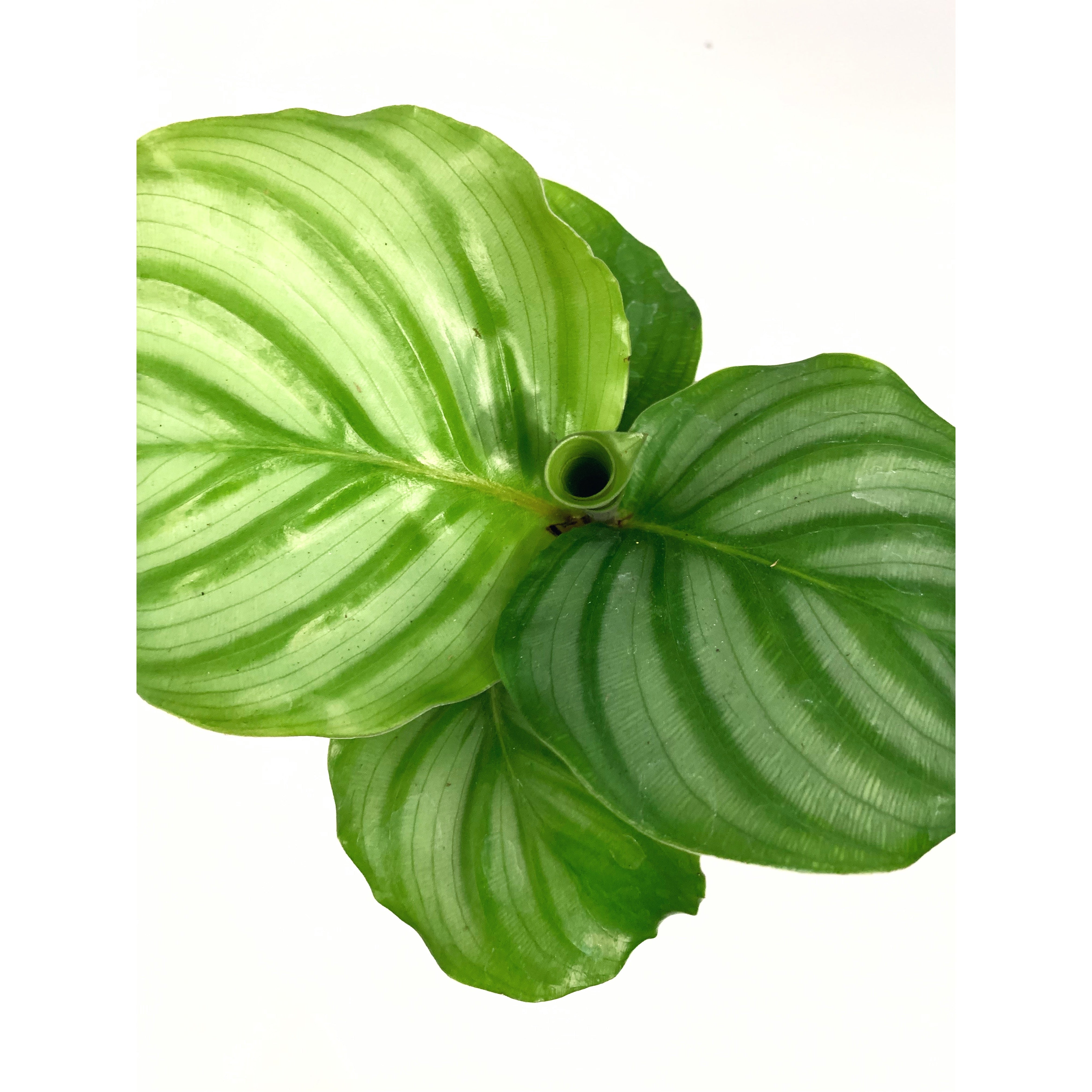 Calathea Orbifolia - Las Selvas