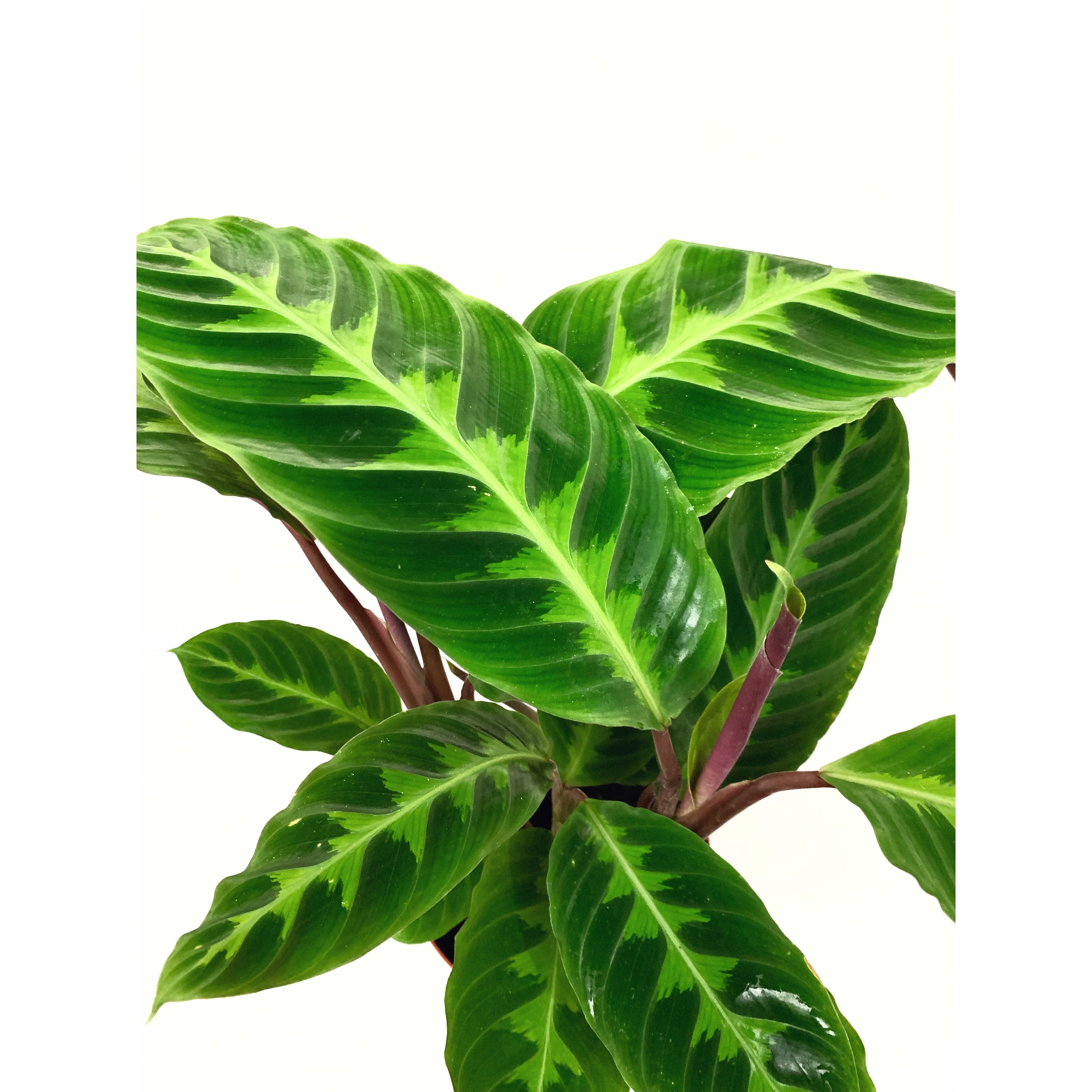 Calathea Warscewiezii - Las Selvas