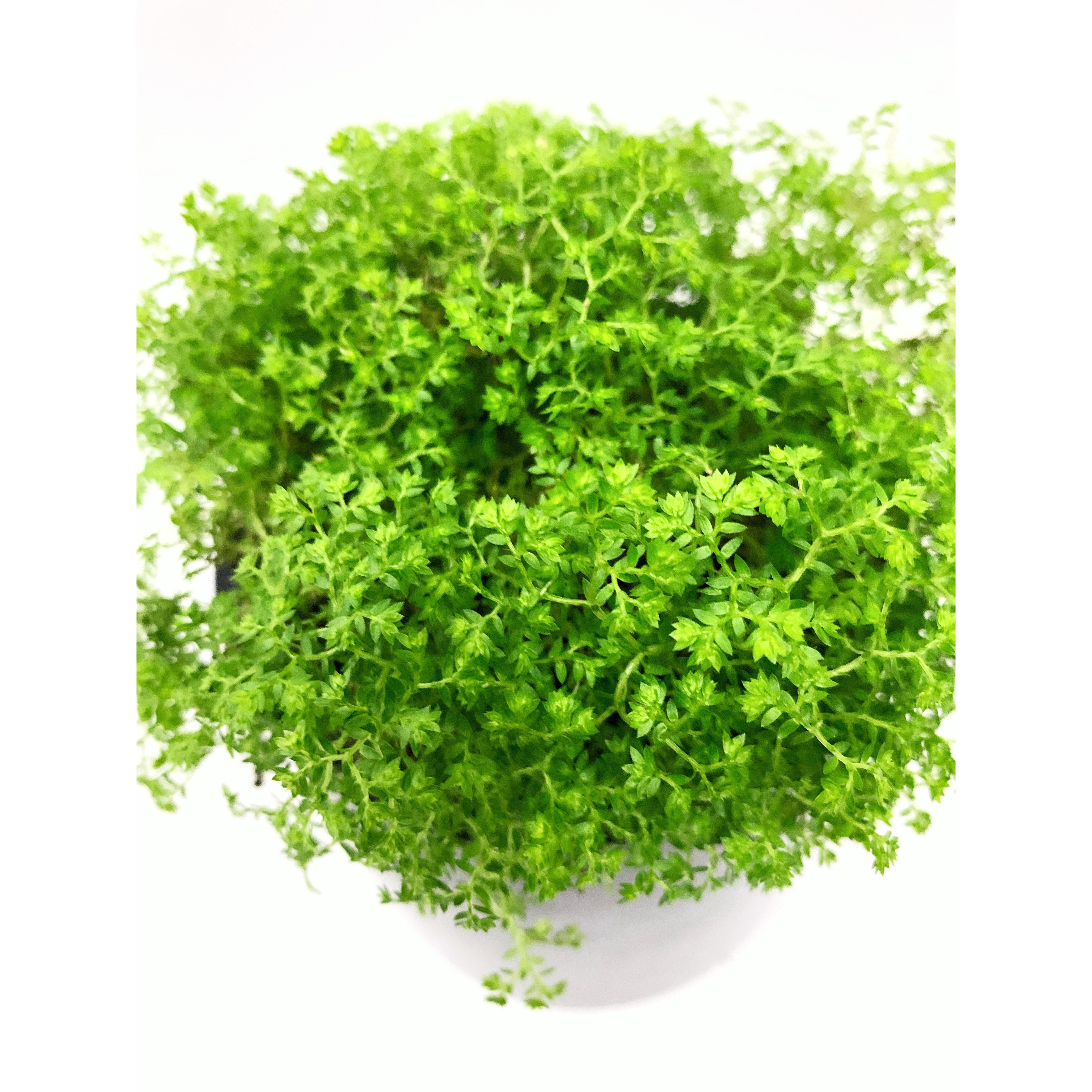 Moss Ball - Las Selvas