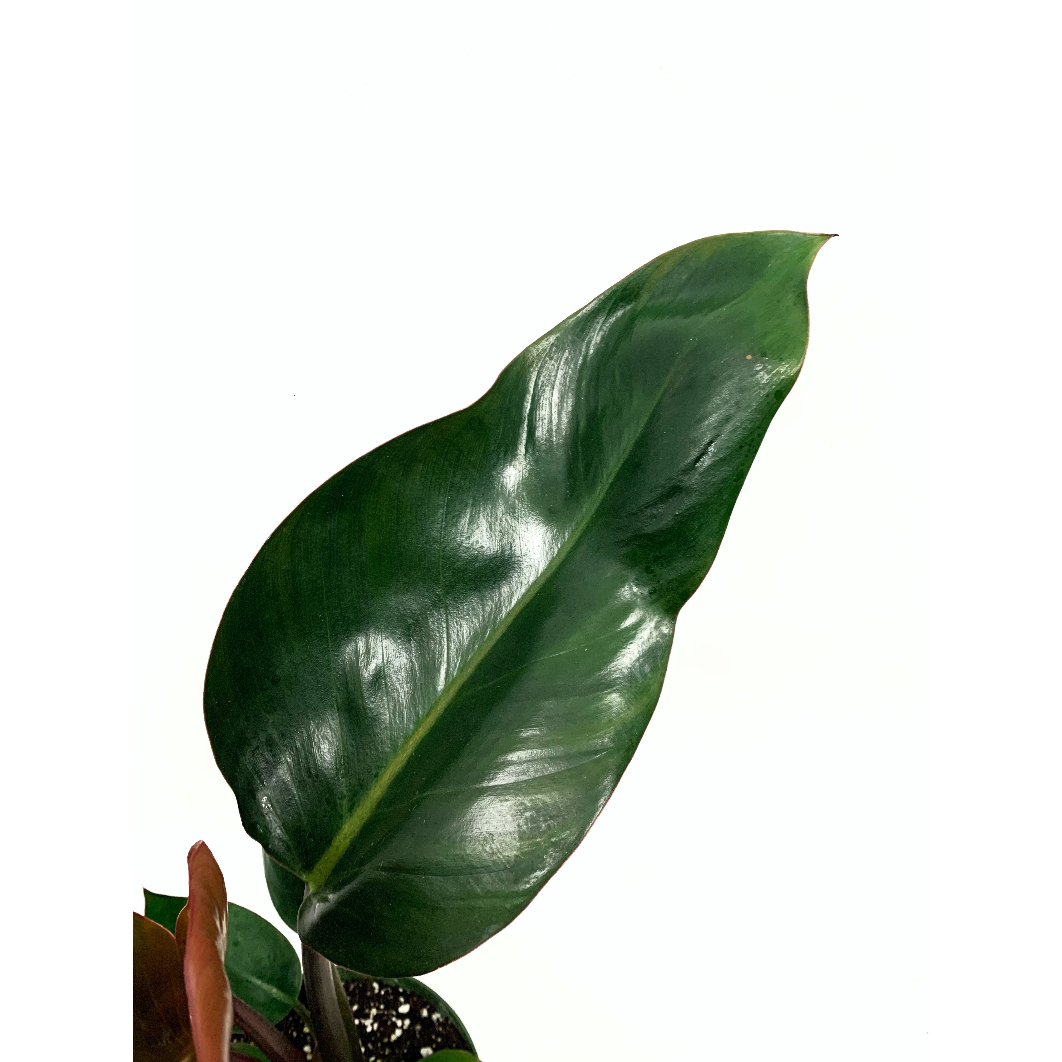 Congo Rojo - Las Selvas