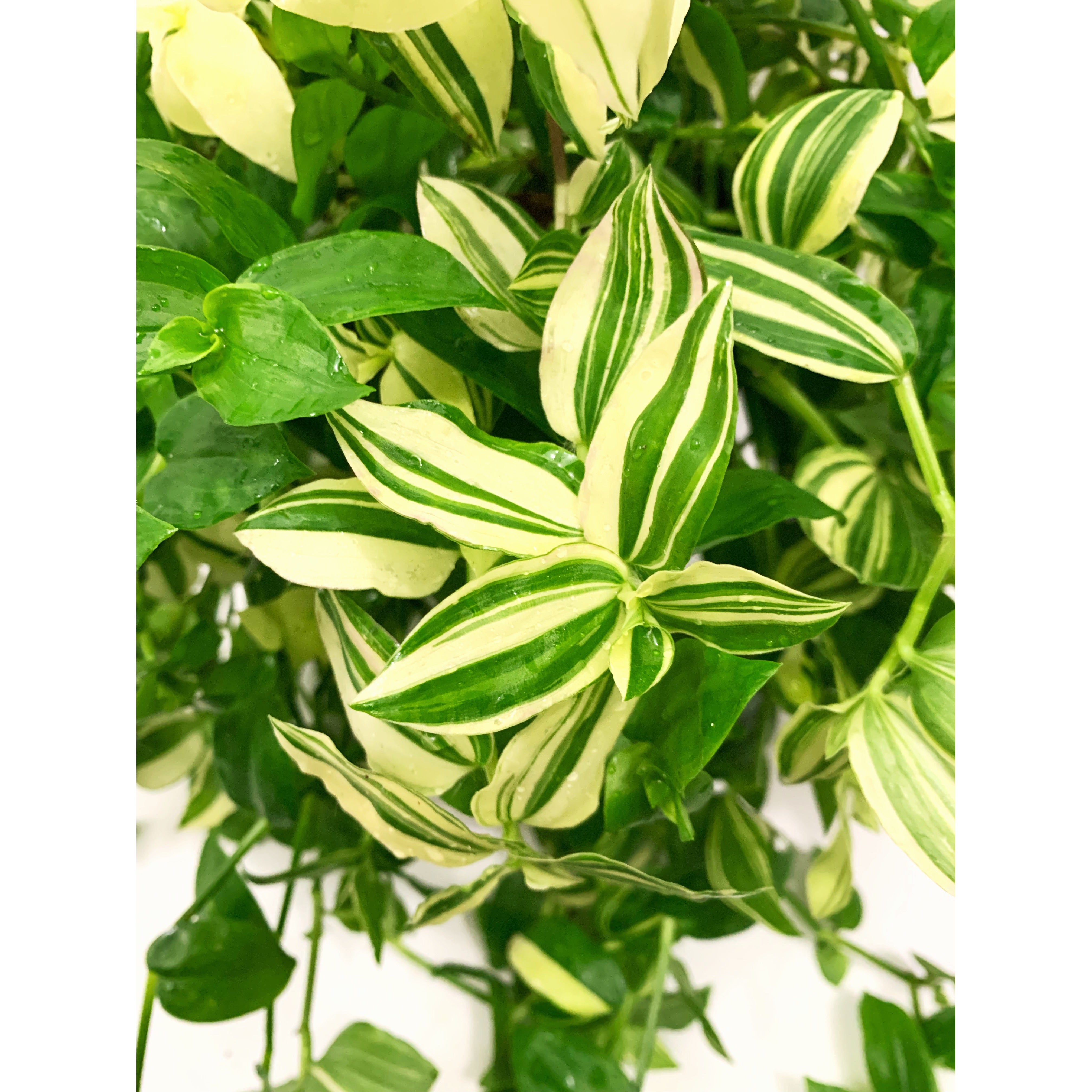 Wandering Plant 'Var' - Las Selvas