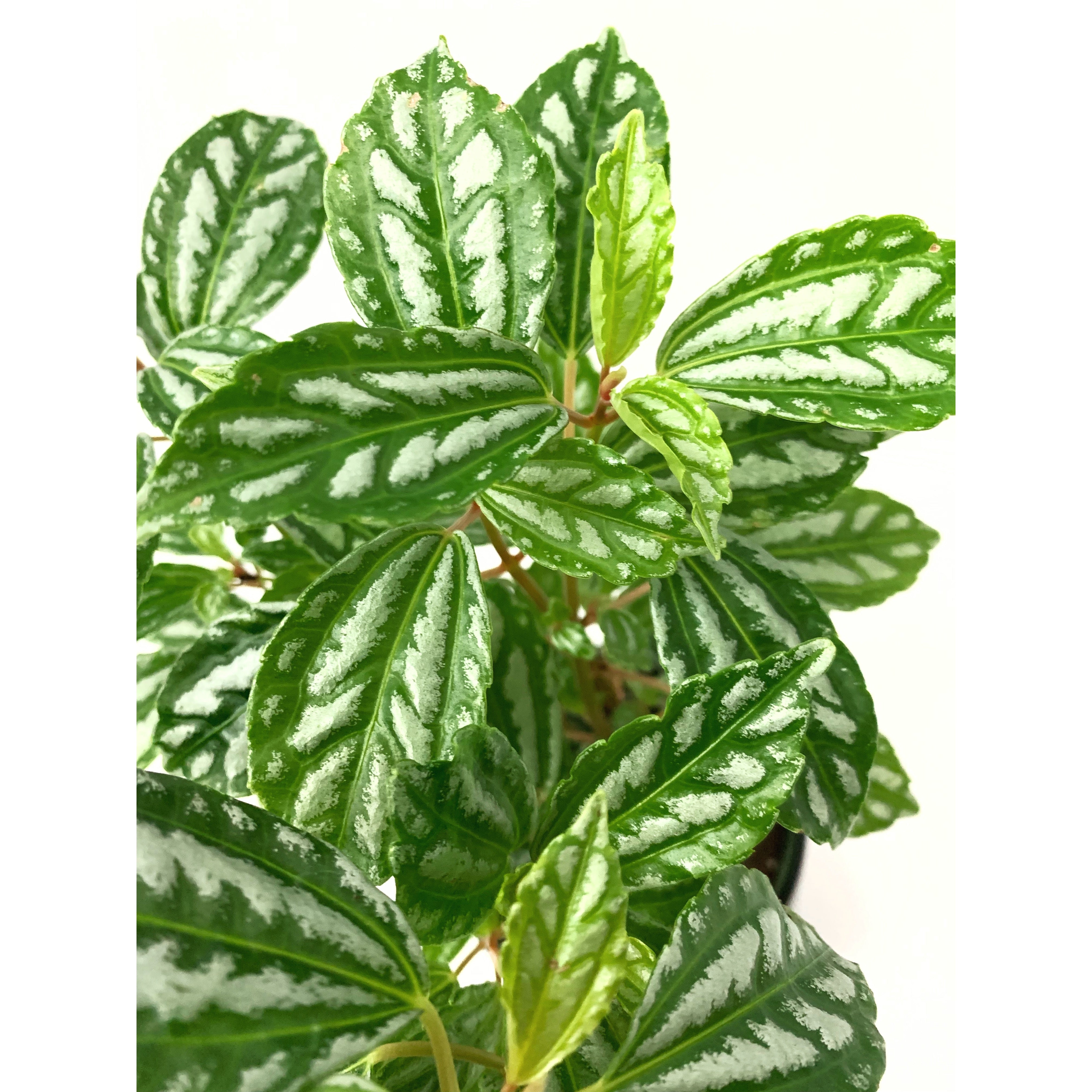 Pilea "Aluminum" - Las Selvas