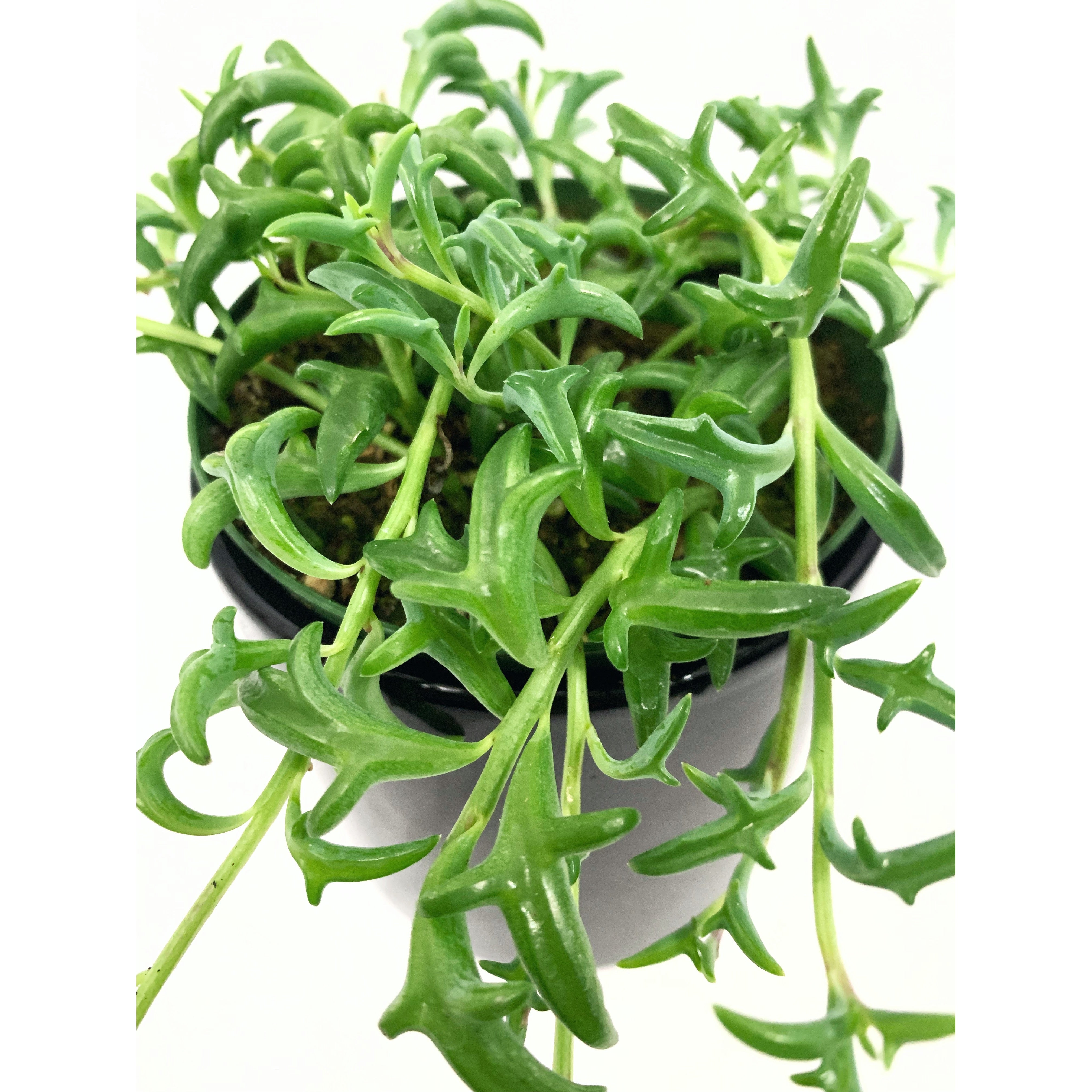 String Of Dolphins - Las Selvas