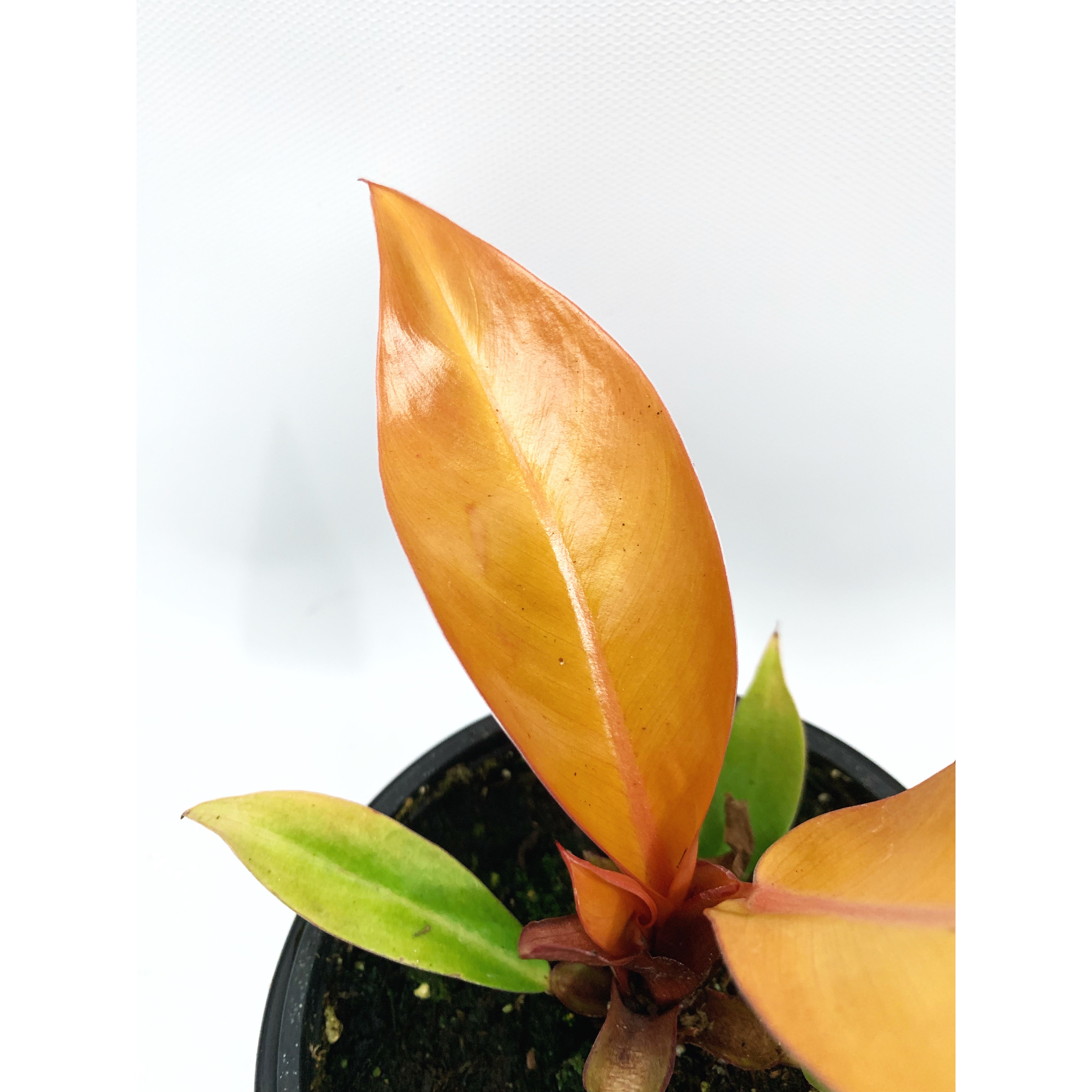 Prince Of Orange - Las Selvas