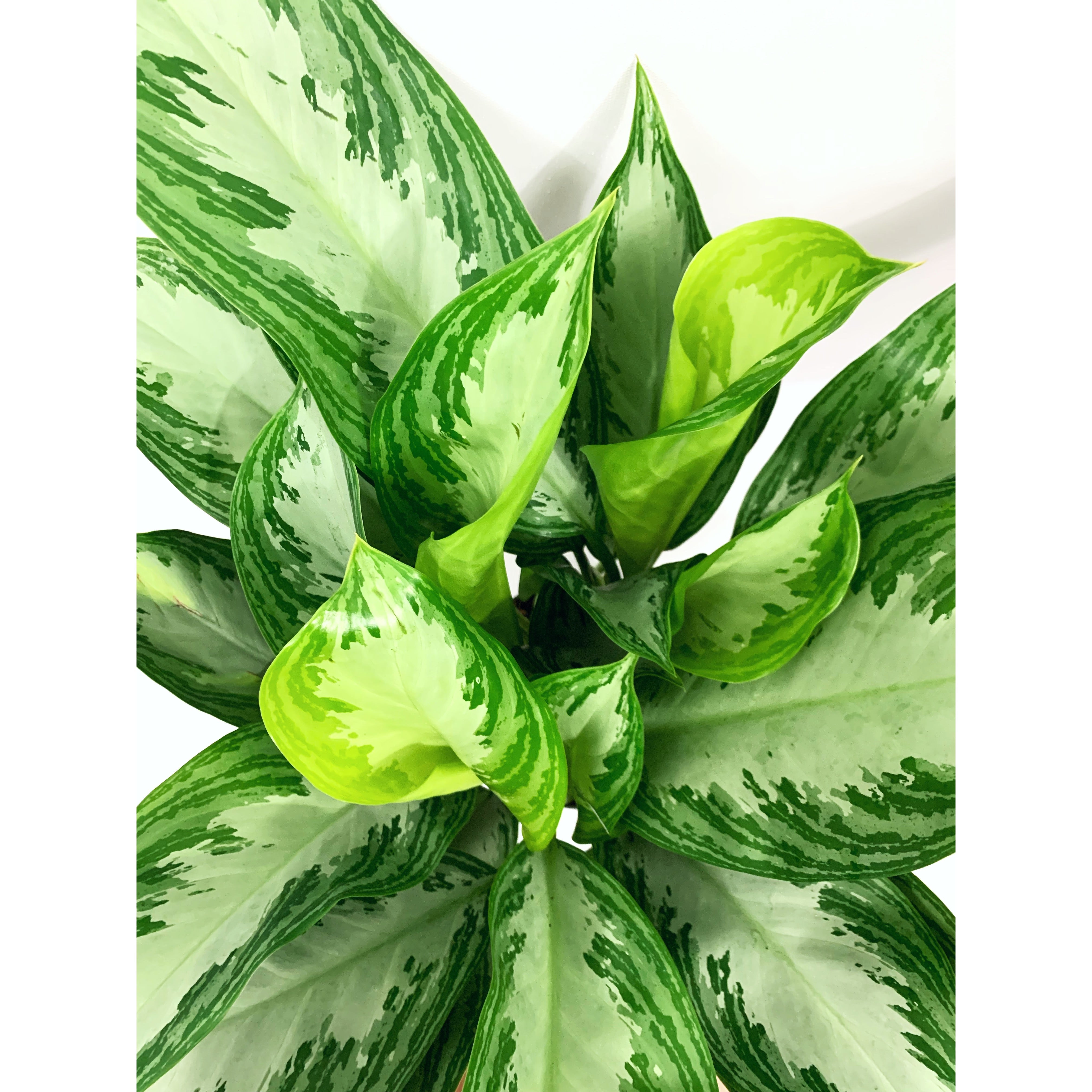 Silver Bay - Las Selvas