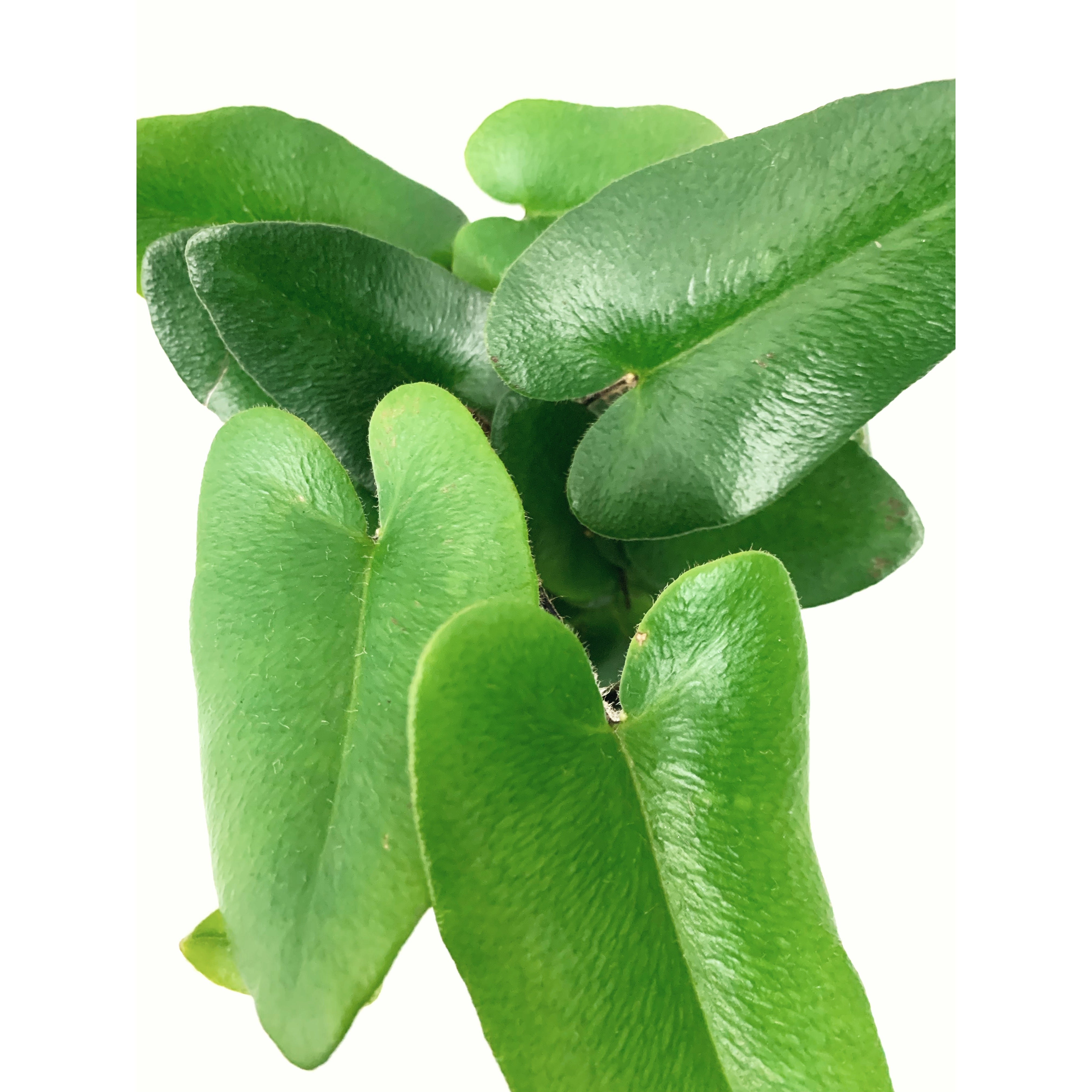 Heart Fern - Las Selvas