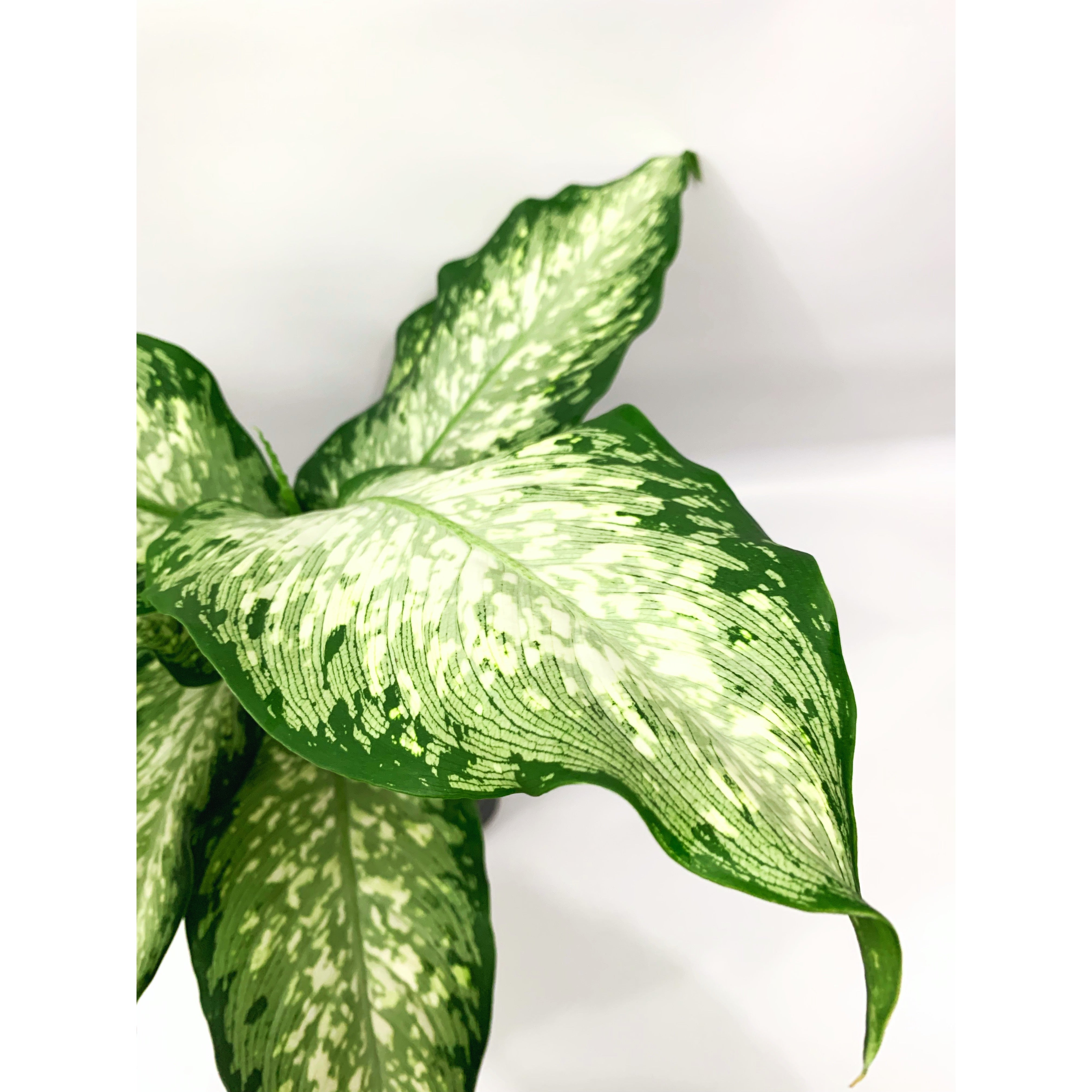 Dieff. Tiki - Las Selvas