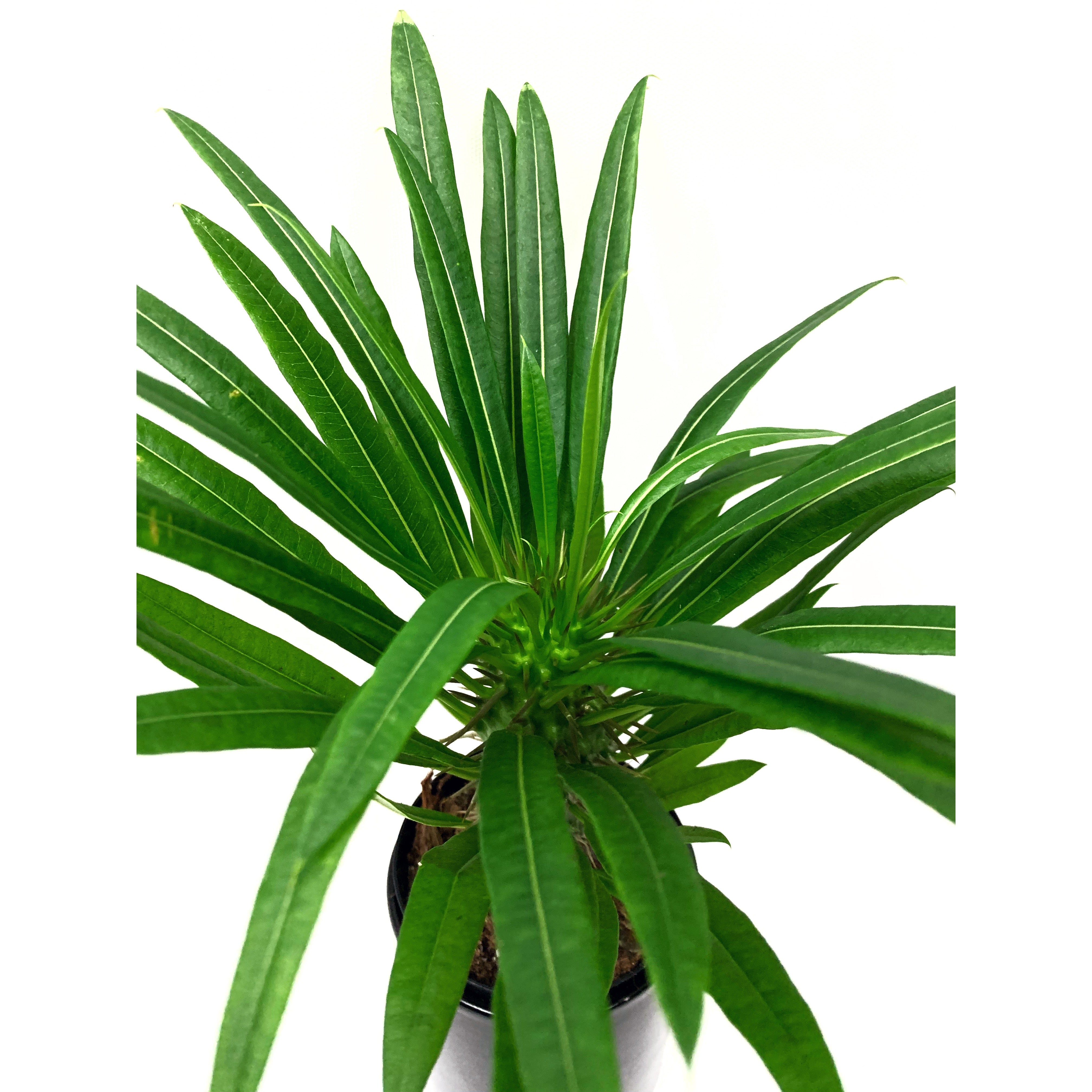 Madagascar Palm - Las Selvas