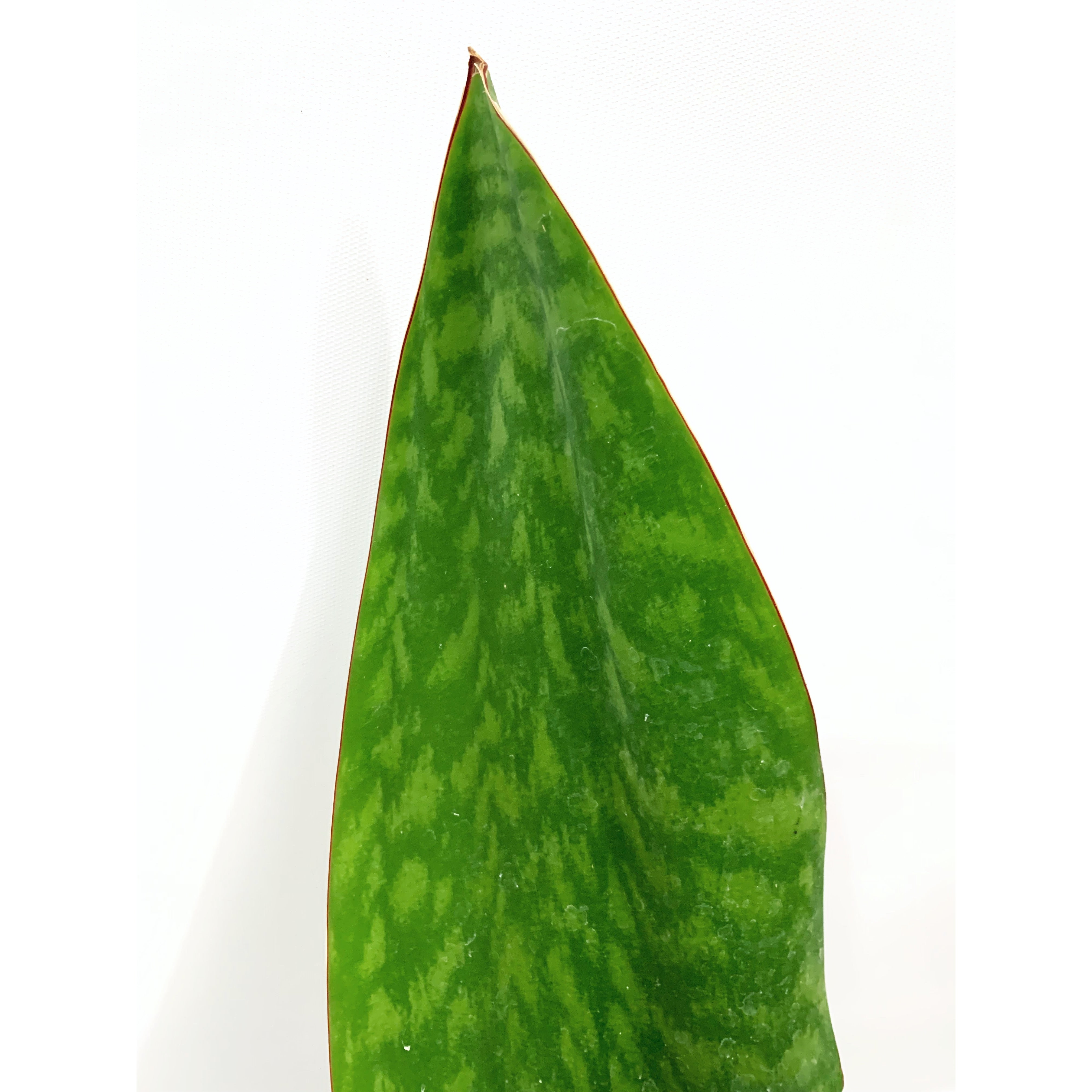 Whale Fin - Las Selvas