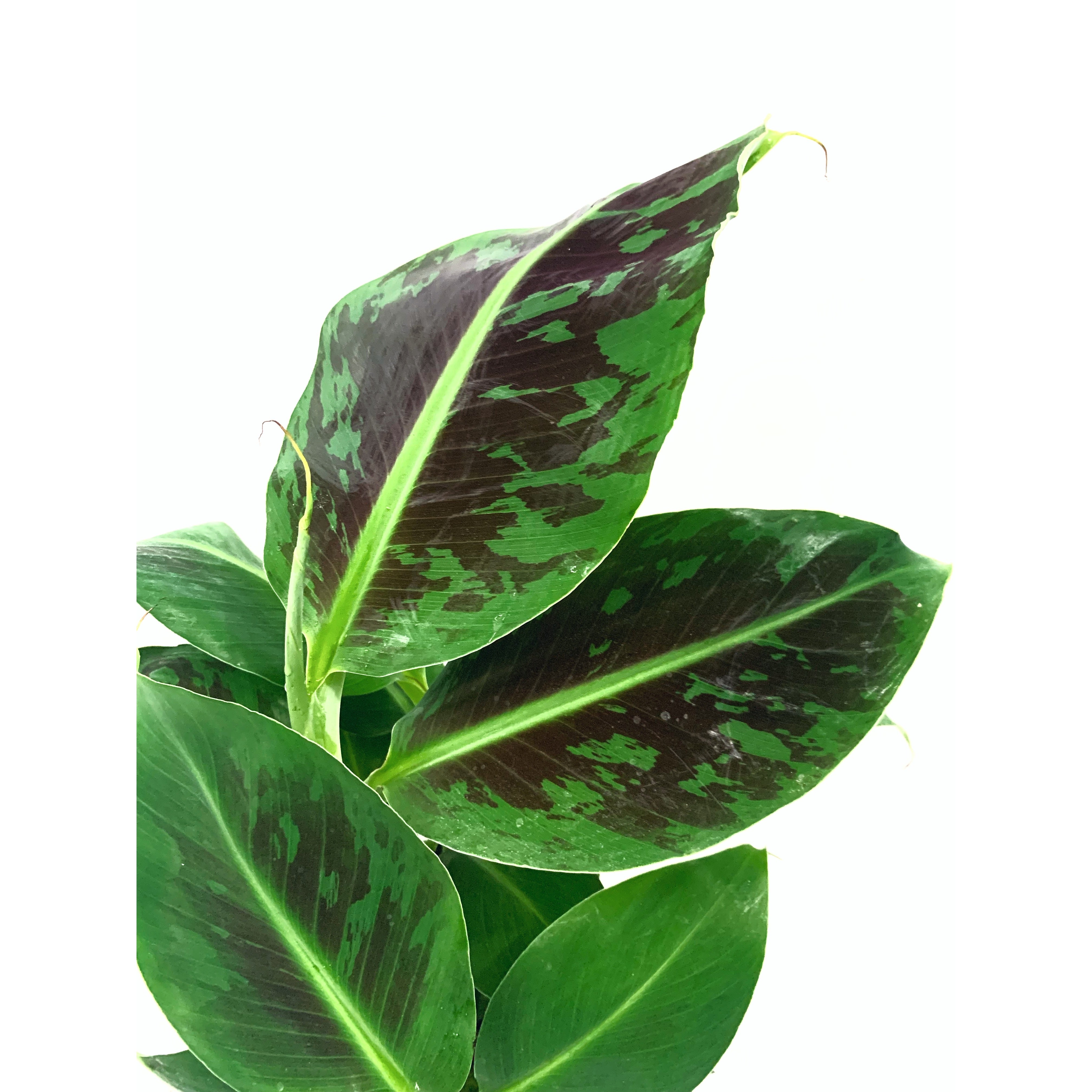 Banana Dwarf - Las Selvas