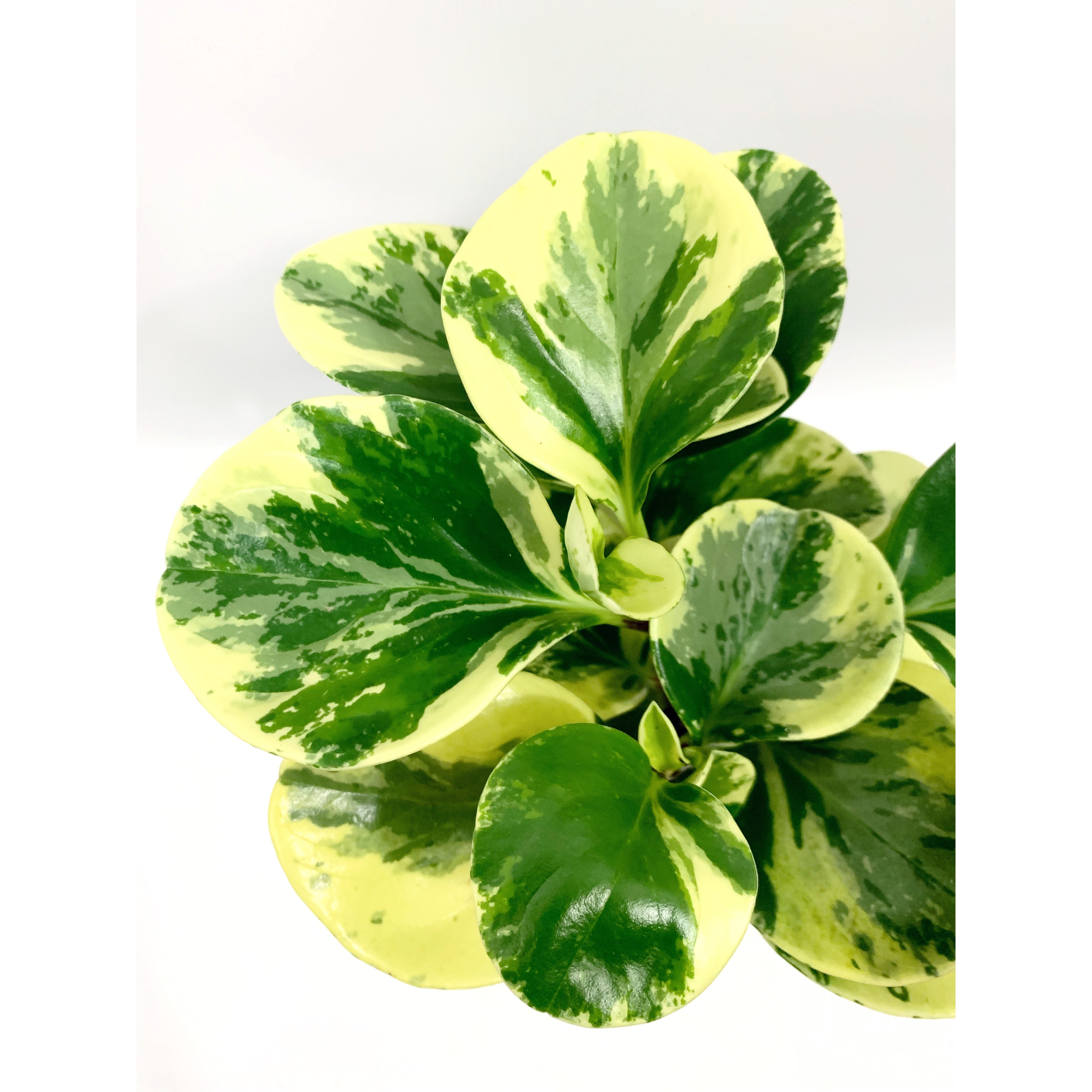 Baby Rubber Var - Las Selvas