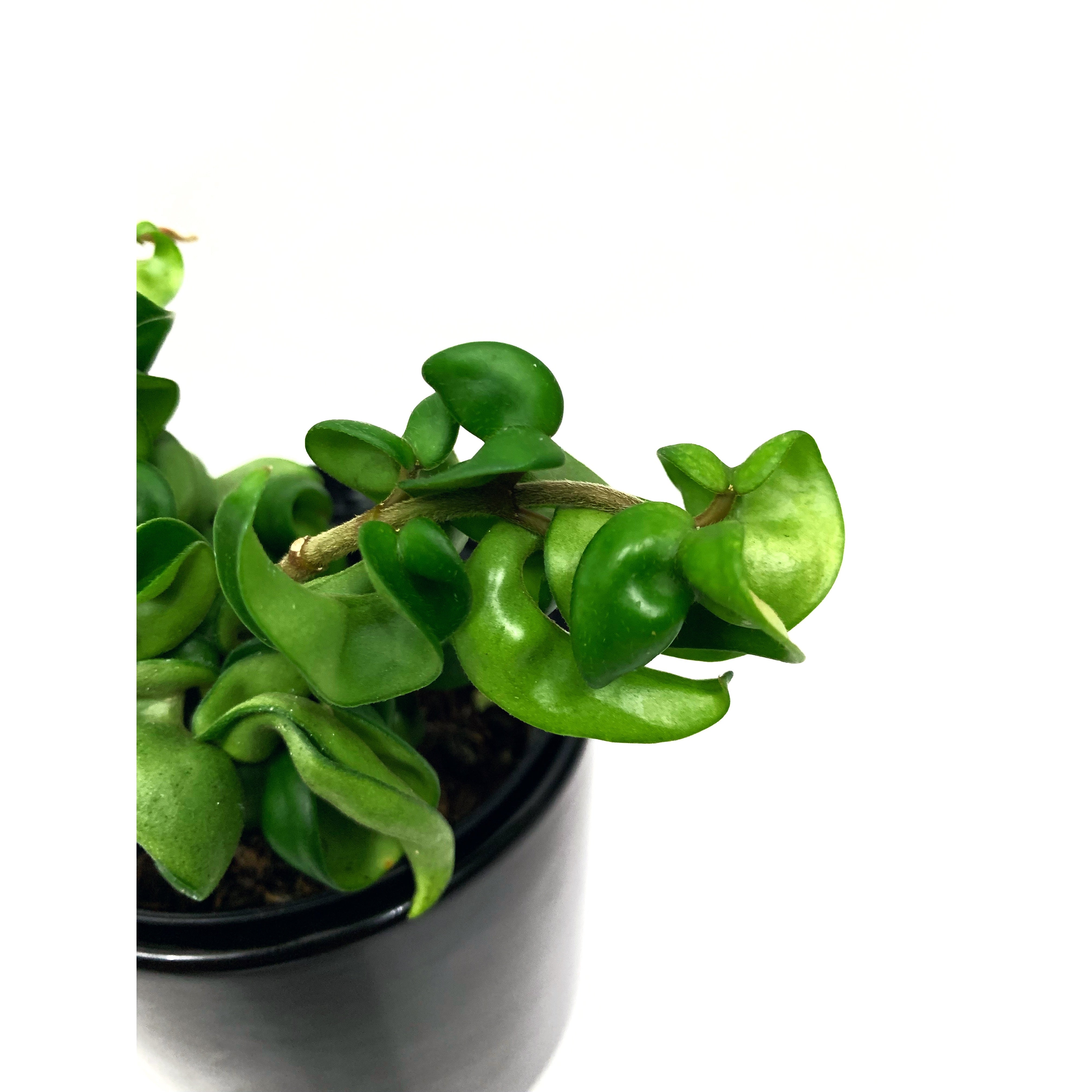 Hoya Rope - Las Selvas