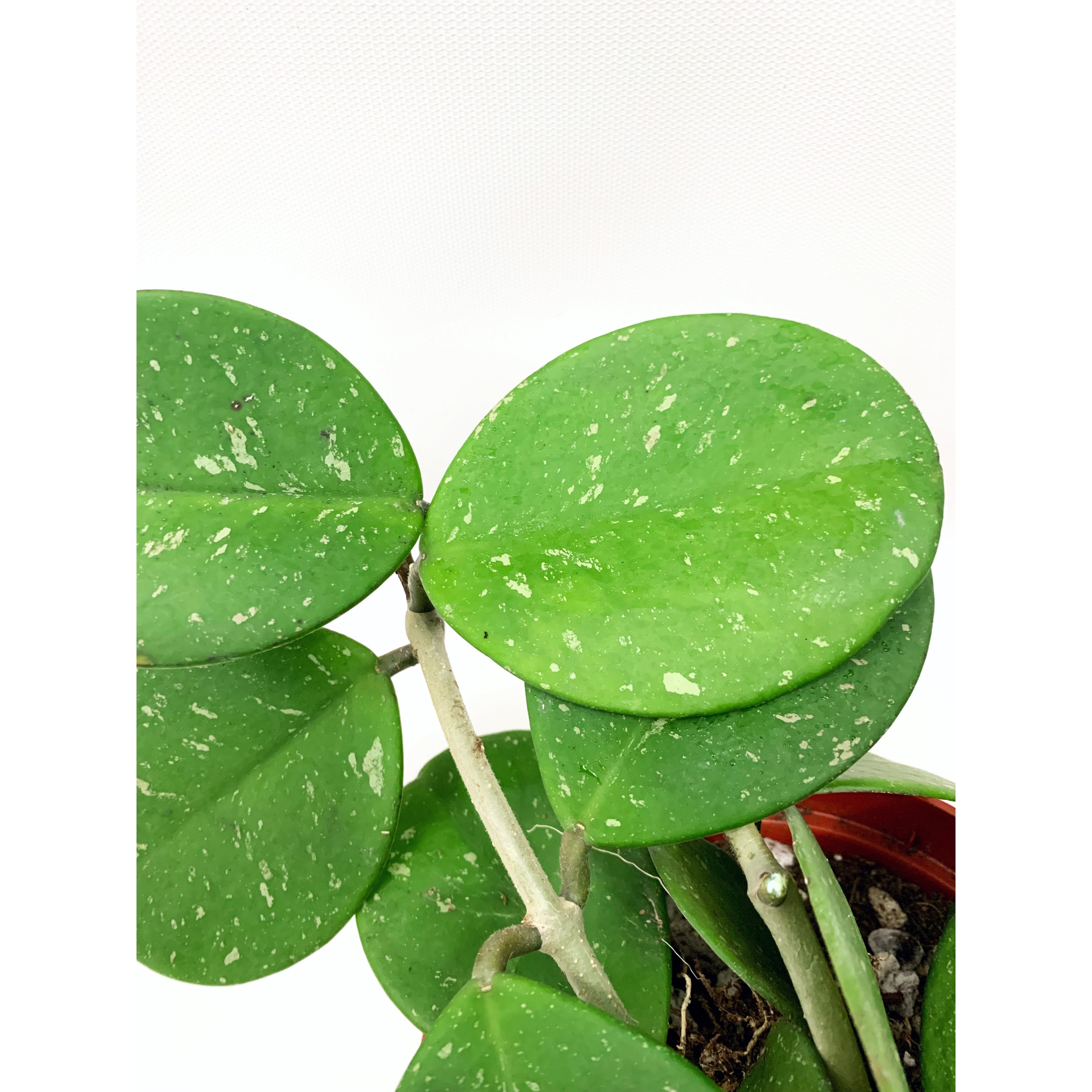 Hoya Obovata - Las Selvas