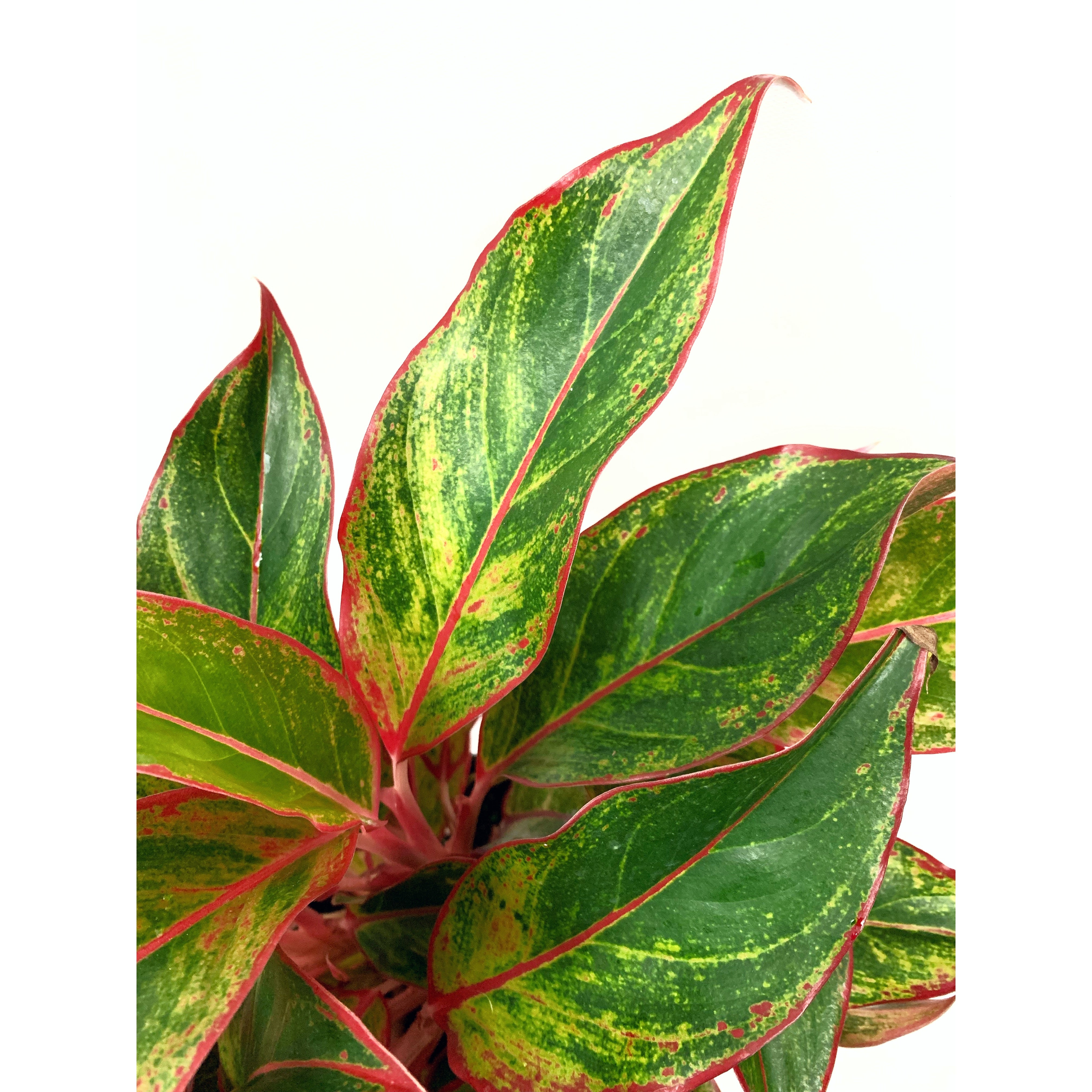 Red Peacock 'Agl' - Las Selvas