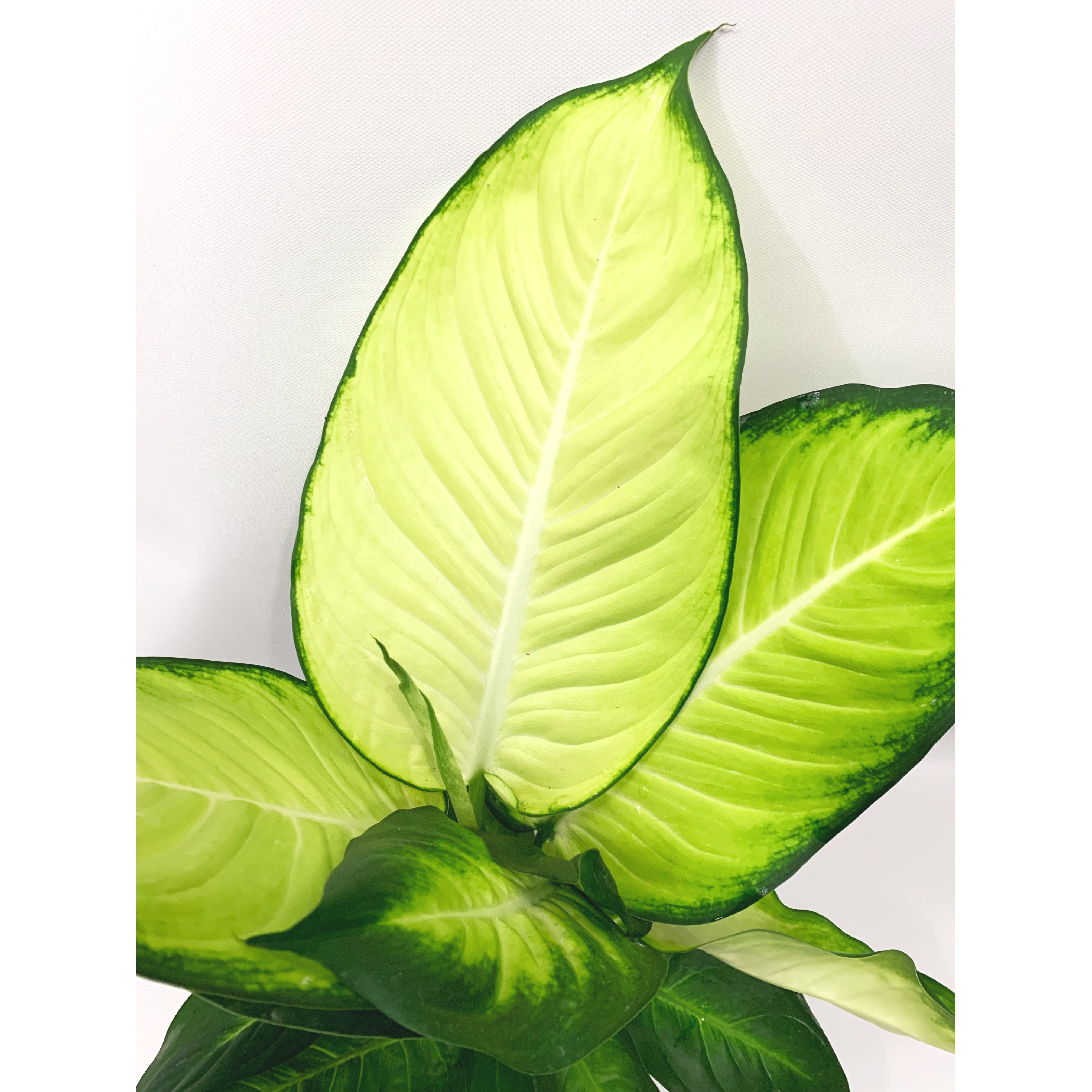 Dieff. Tropica Maria - Las Selvas