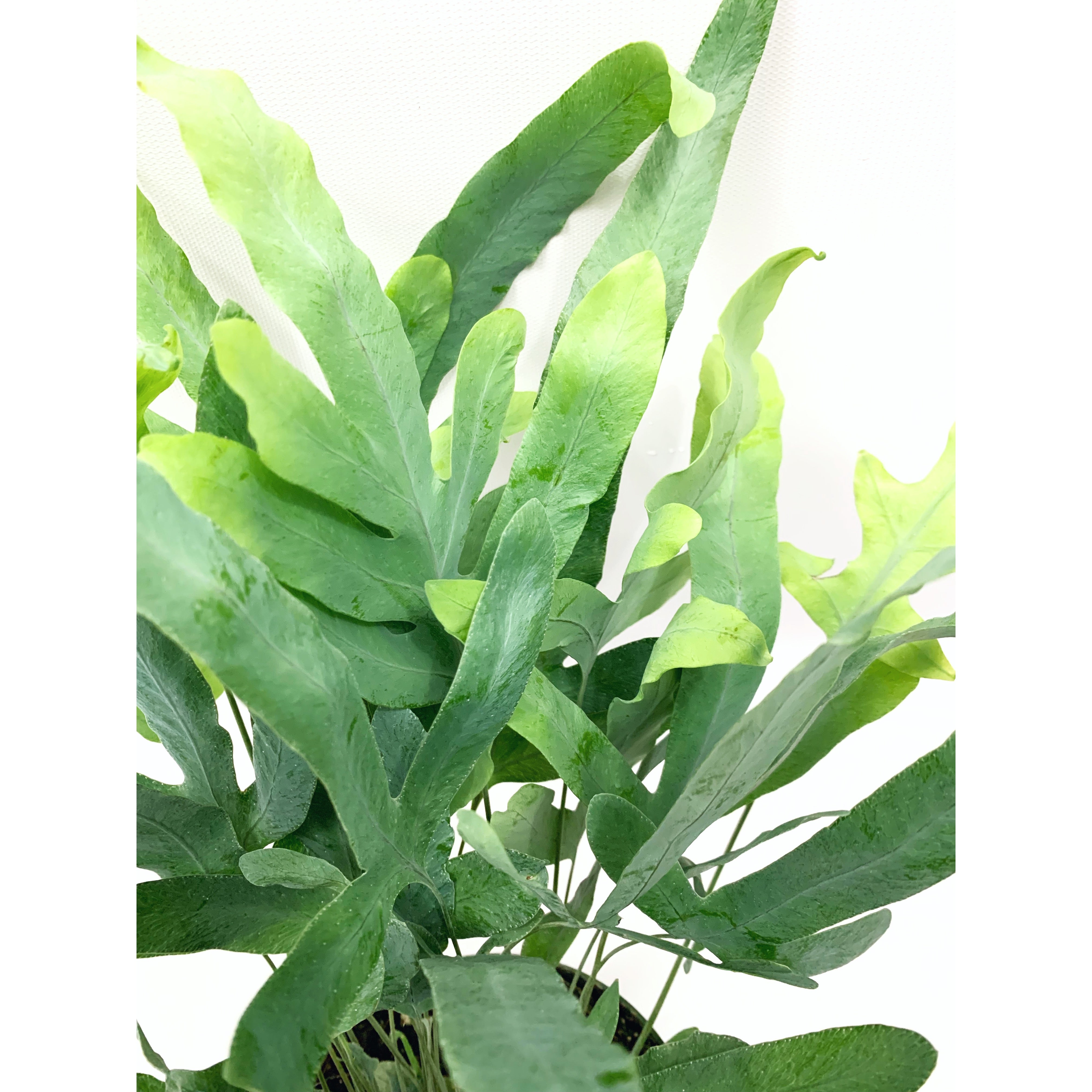 Blue Star - Las Selvas