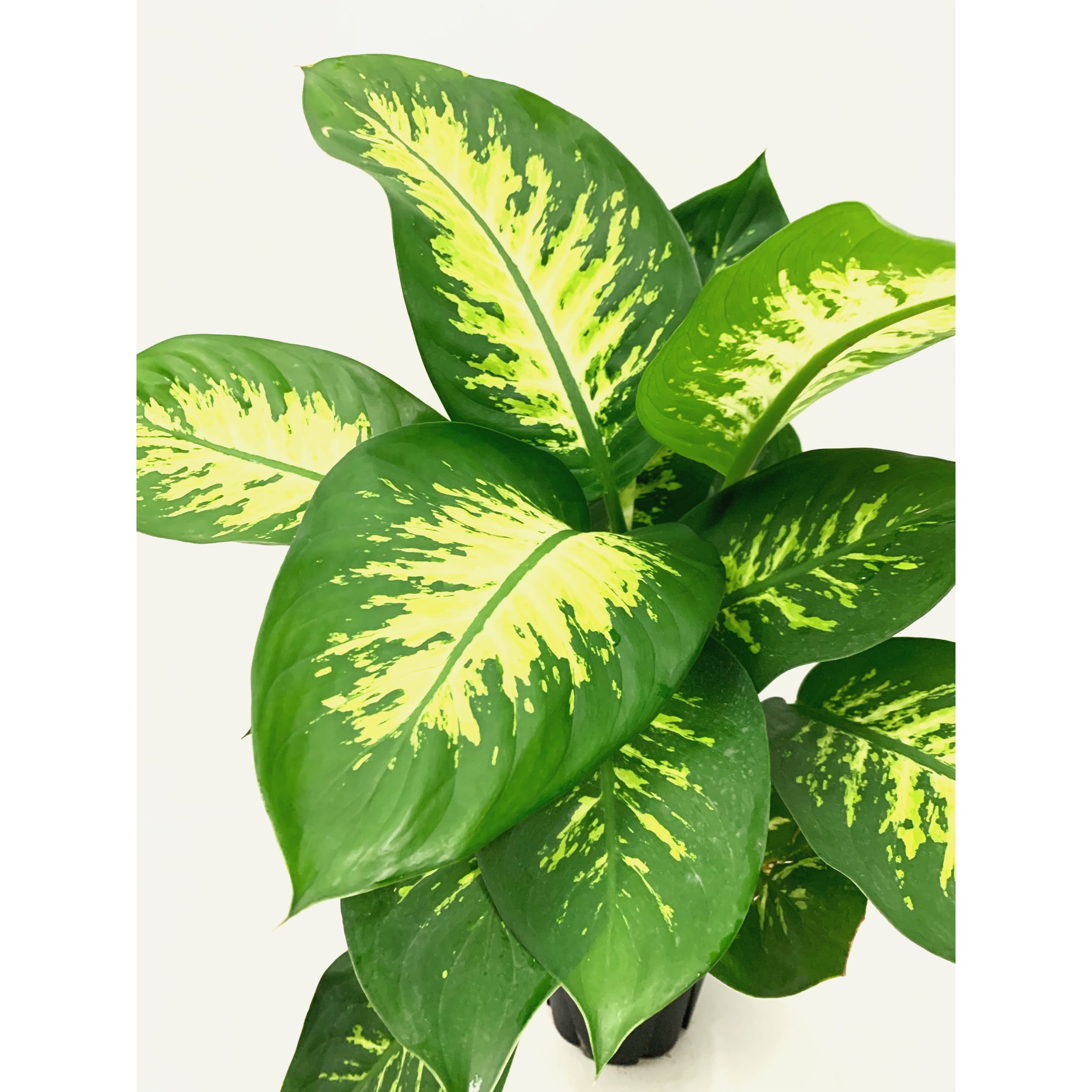 Dieff. Tropic Snow - Las Selvas