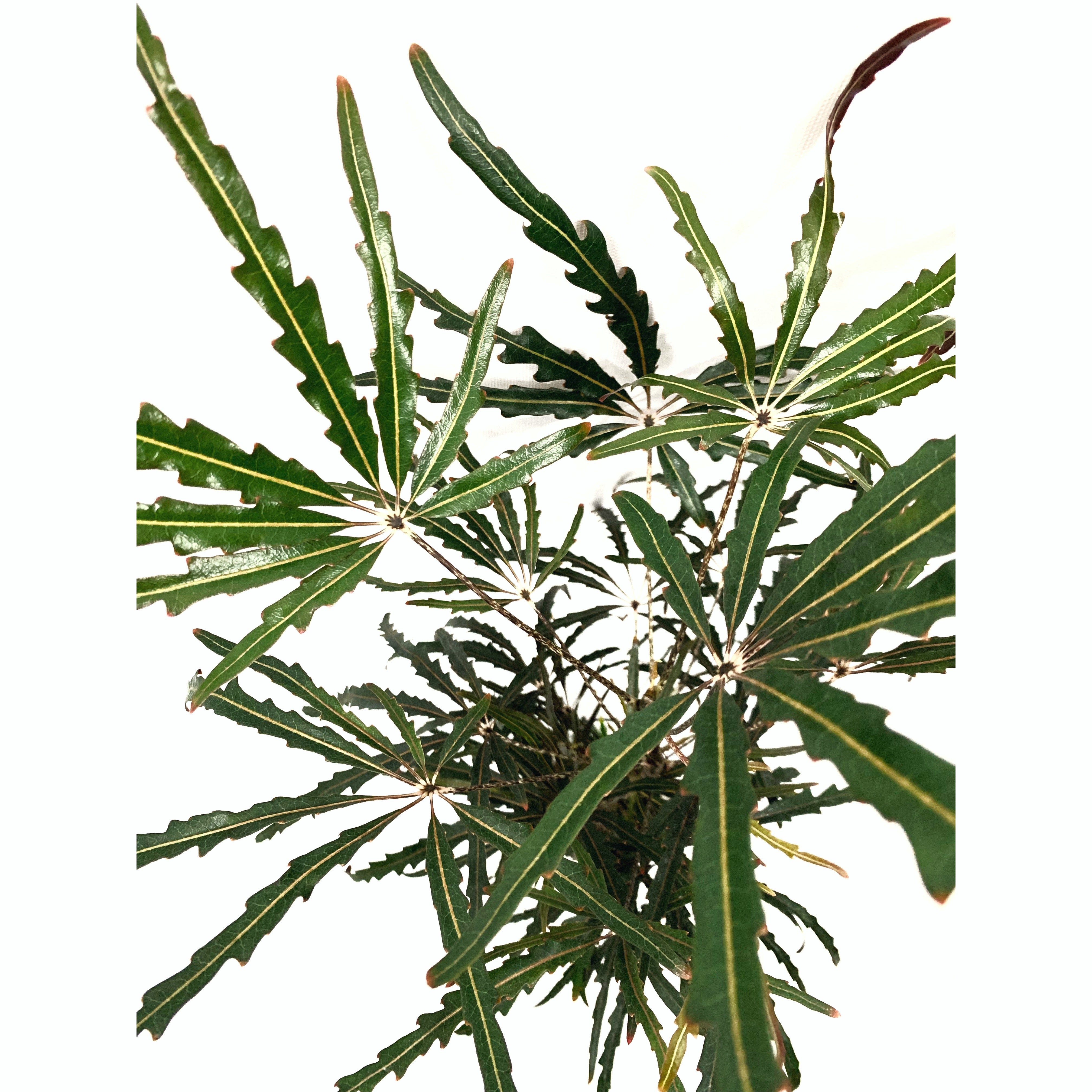 False Aralia Elegance - Las Selvas