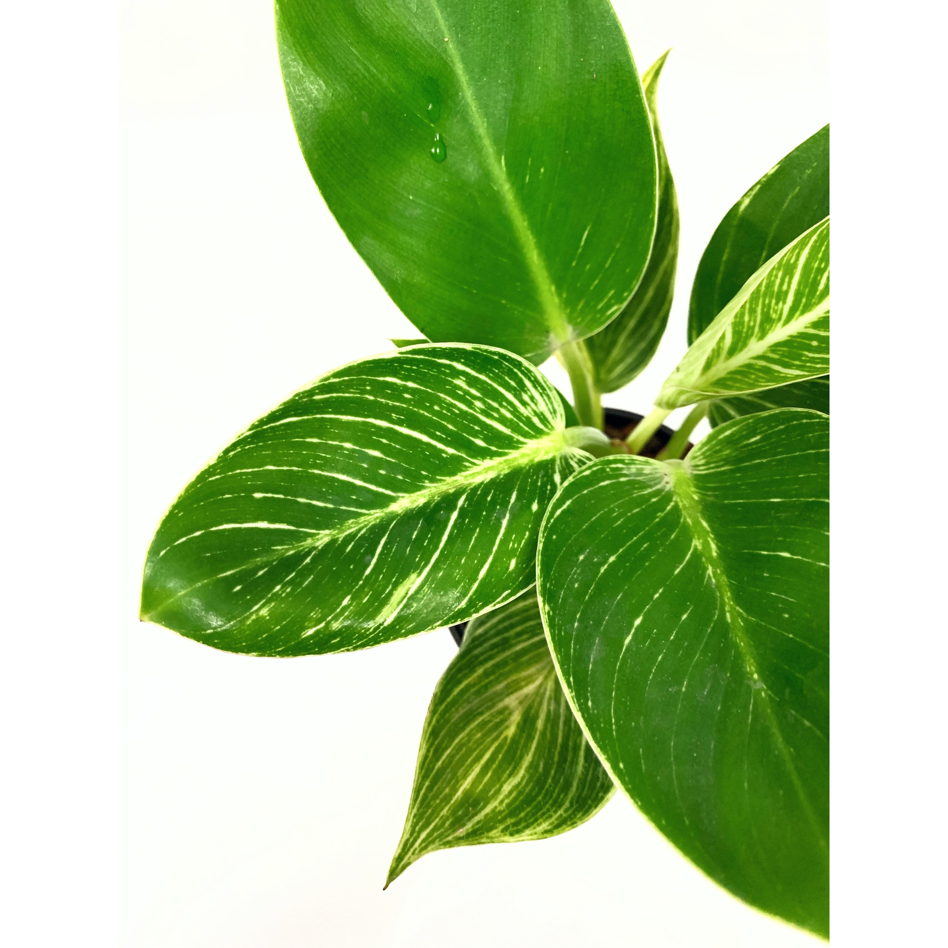 Philodendron Birkins - Las Selvas