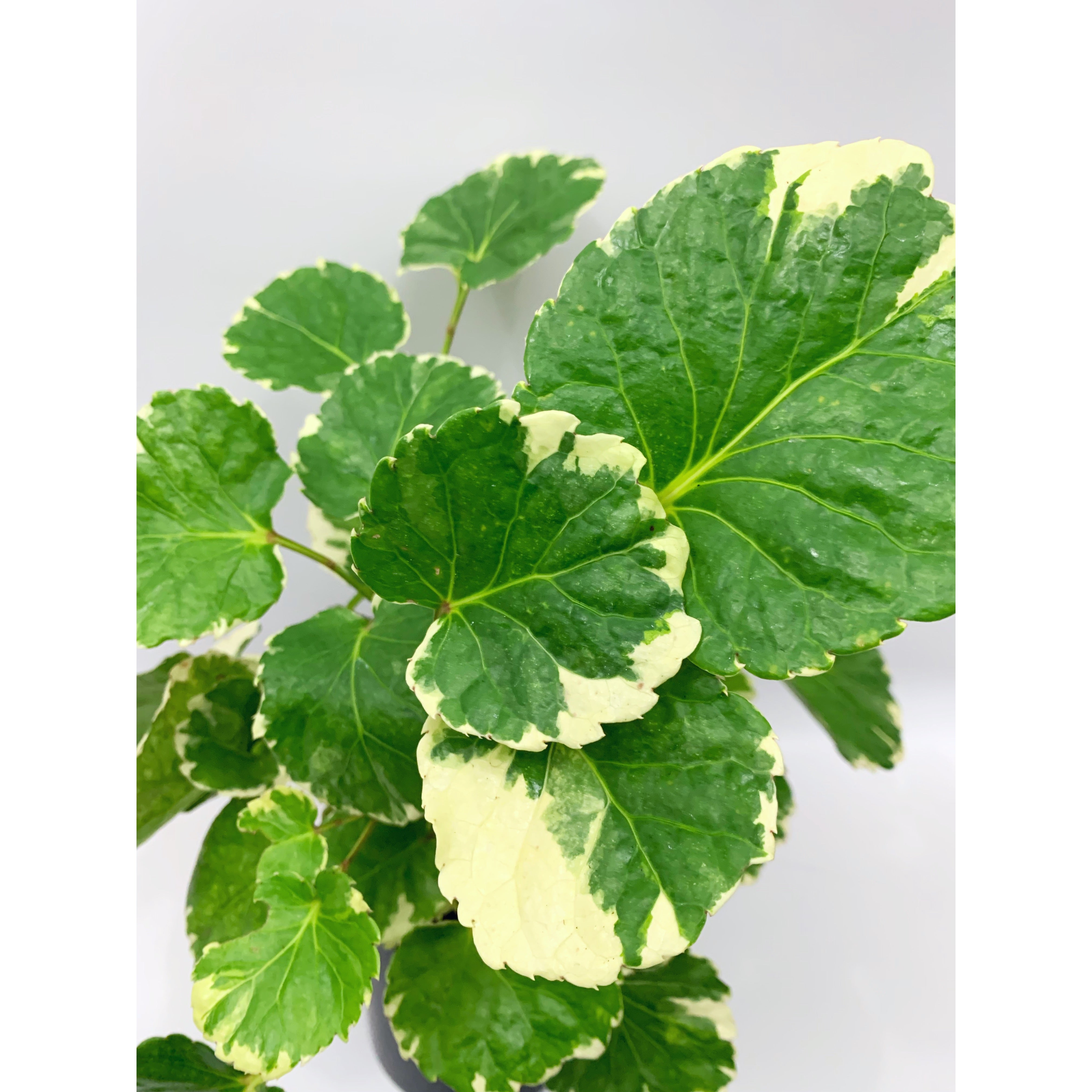 Balfour Aralia Var - Las Selvas