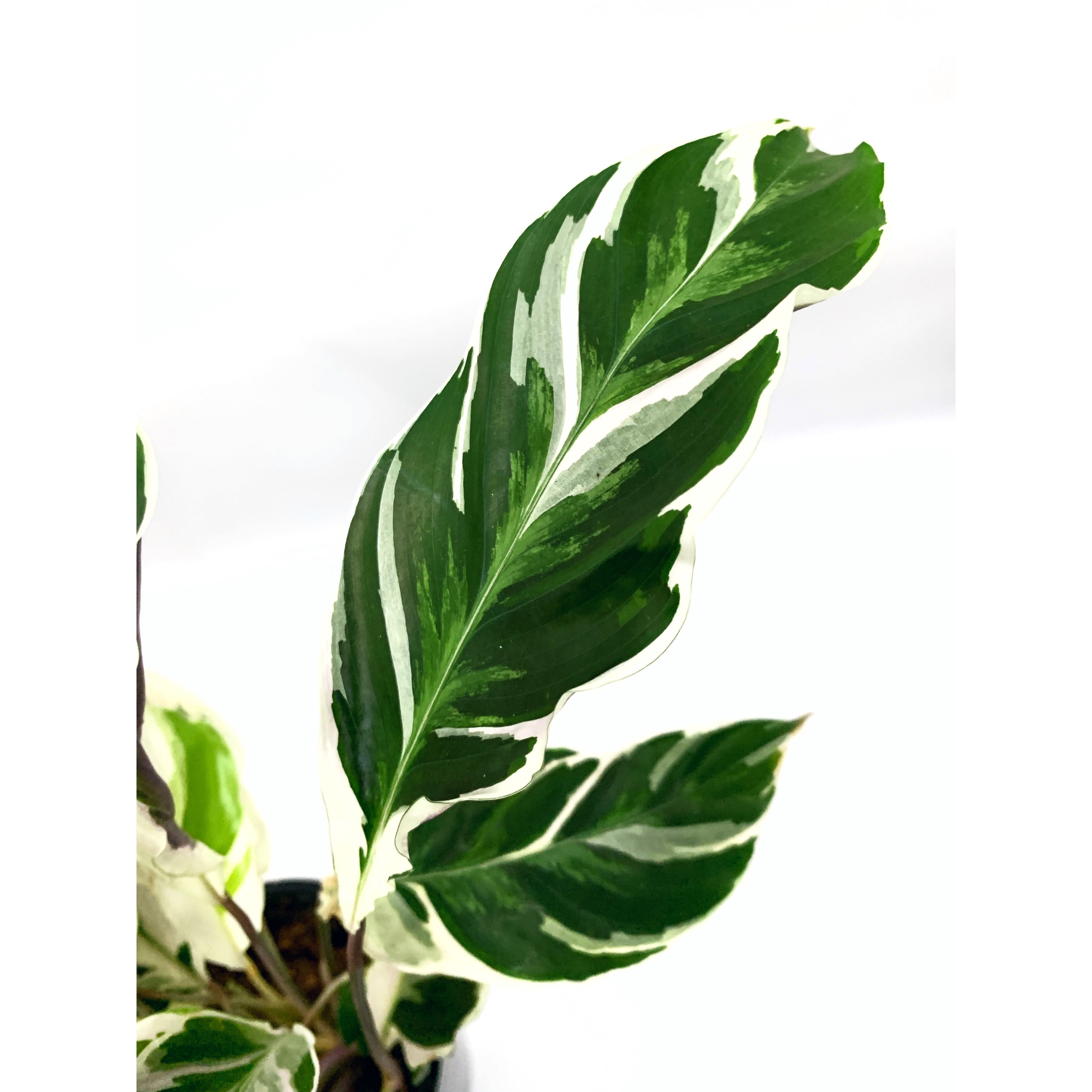 Calathea White Fusion - Las Selvas