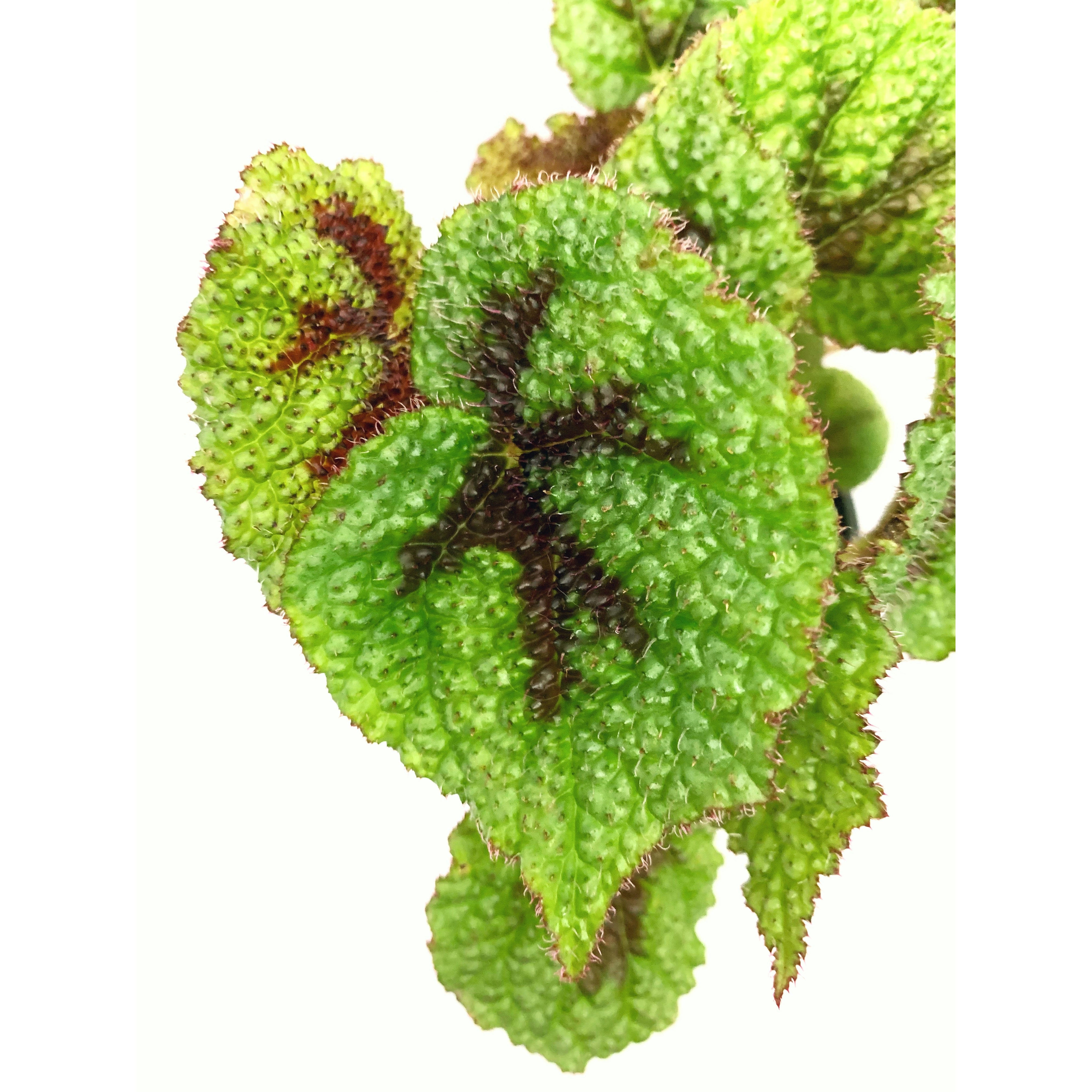 Iron Cross - Las Selvas