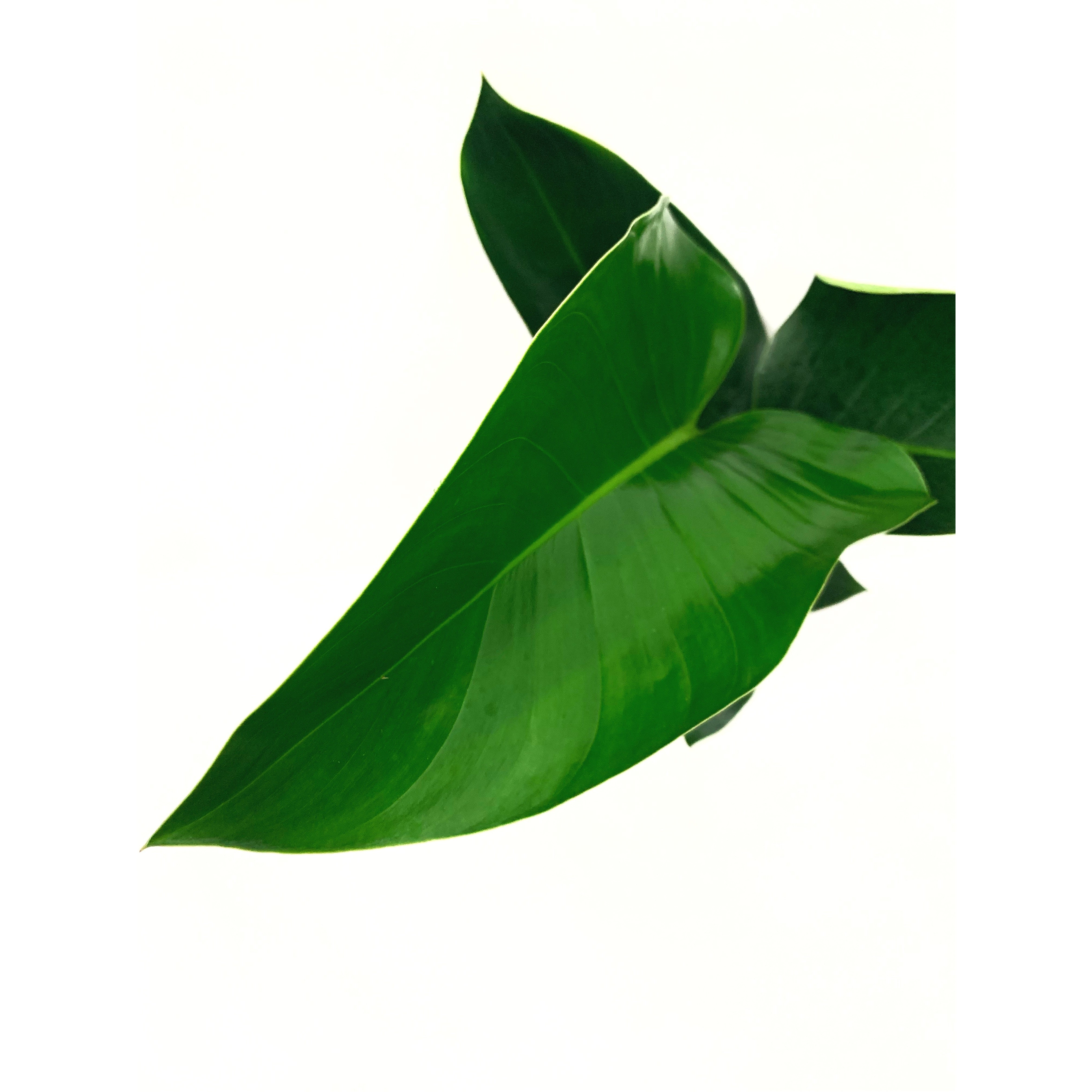 Congo Verde - Las Selvas