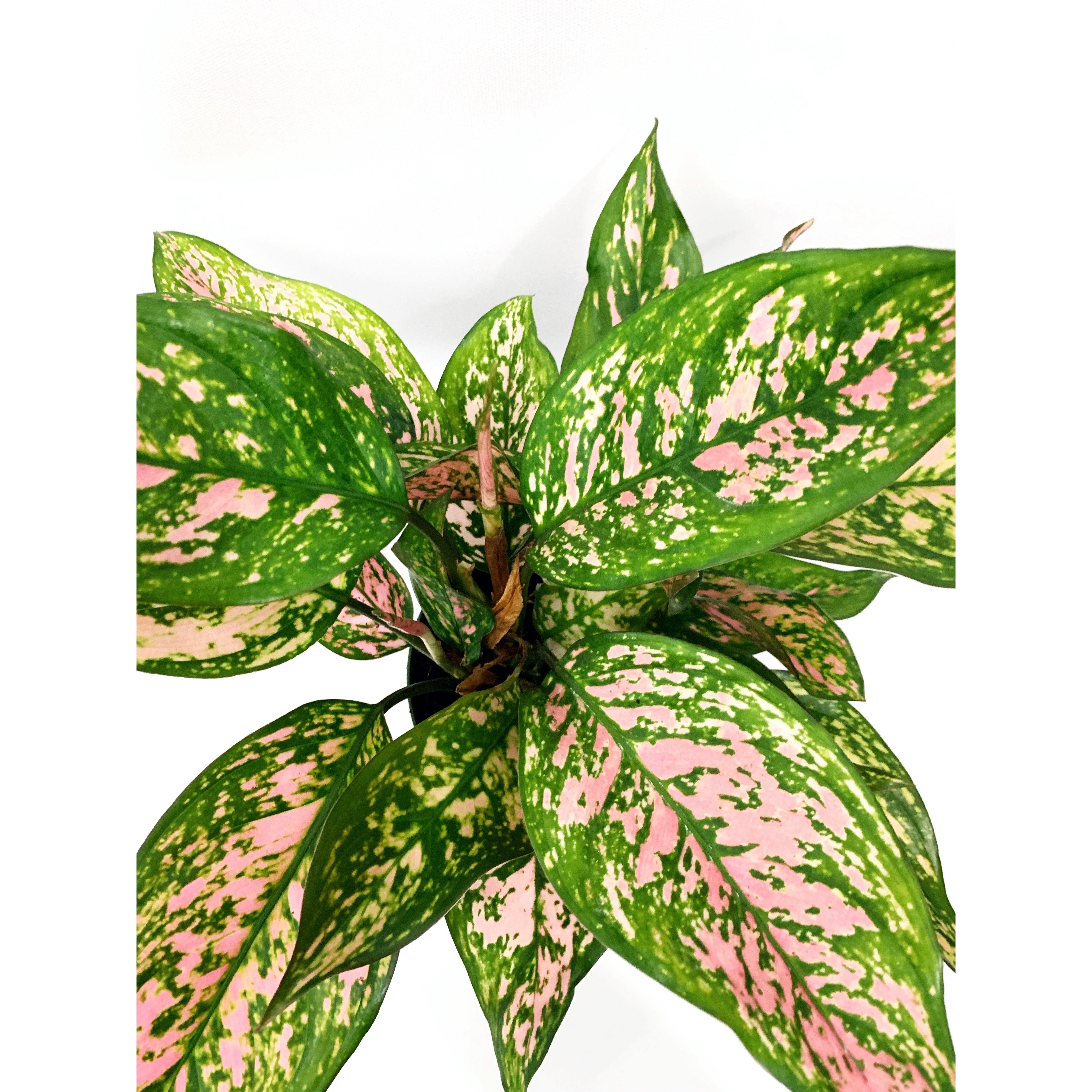 Lady Valentine - Las Selvas