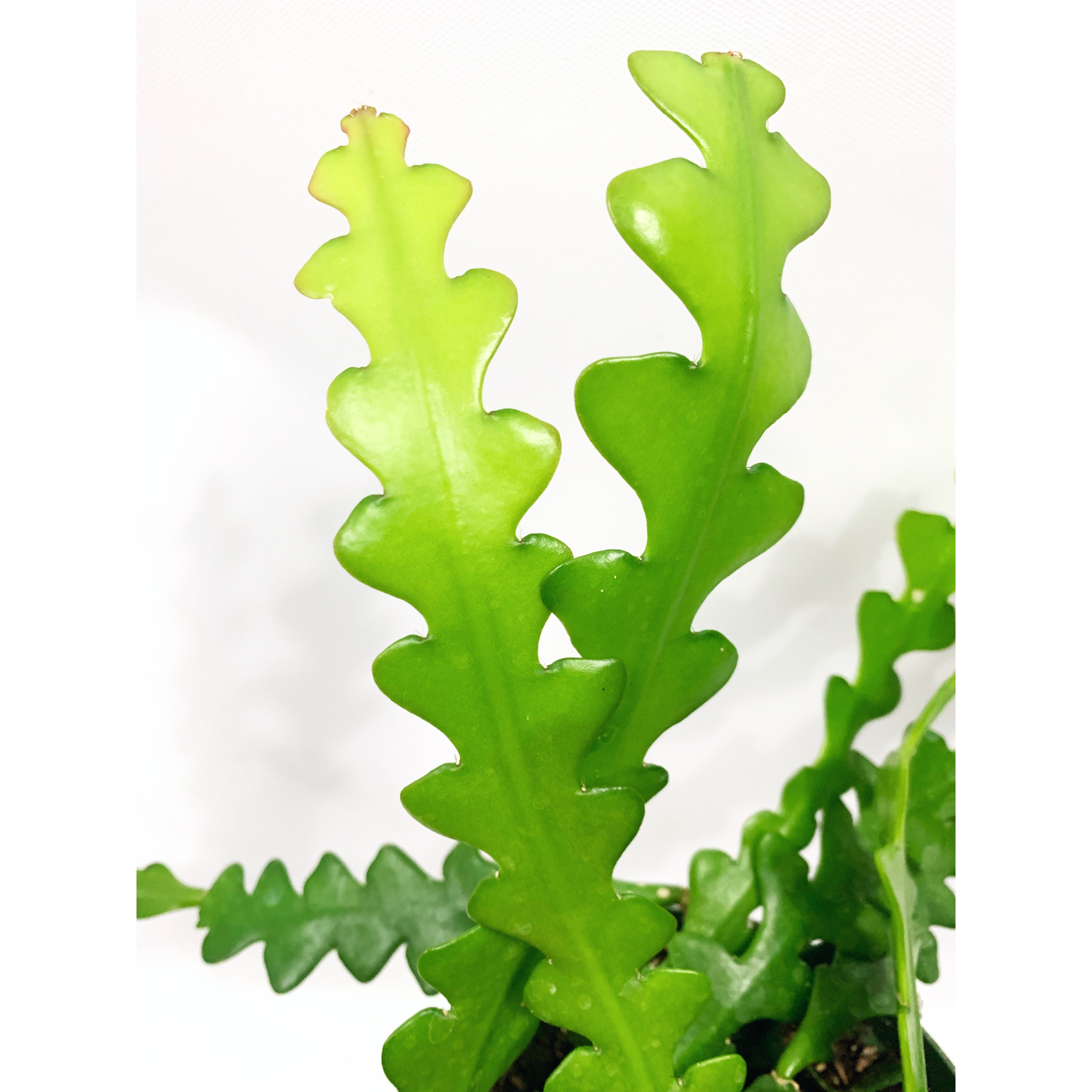 Zig Zag - Las Selvas