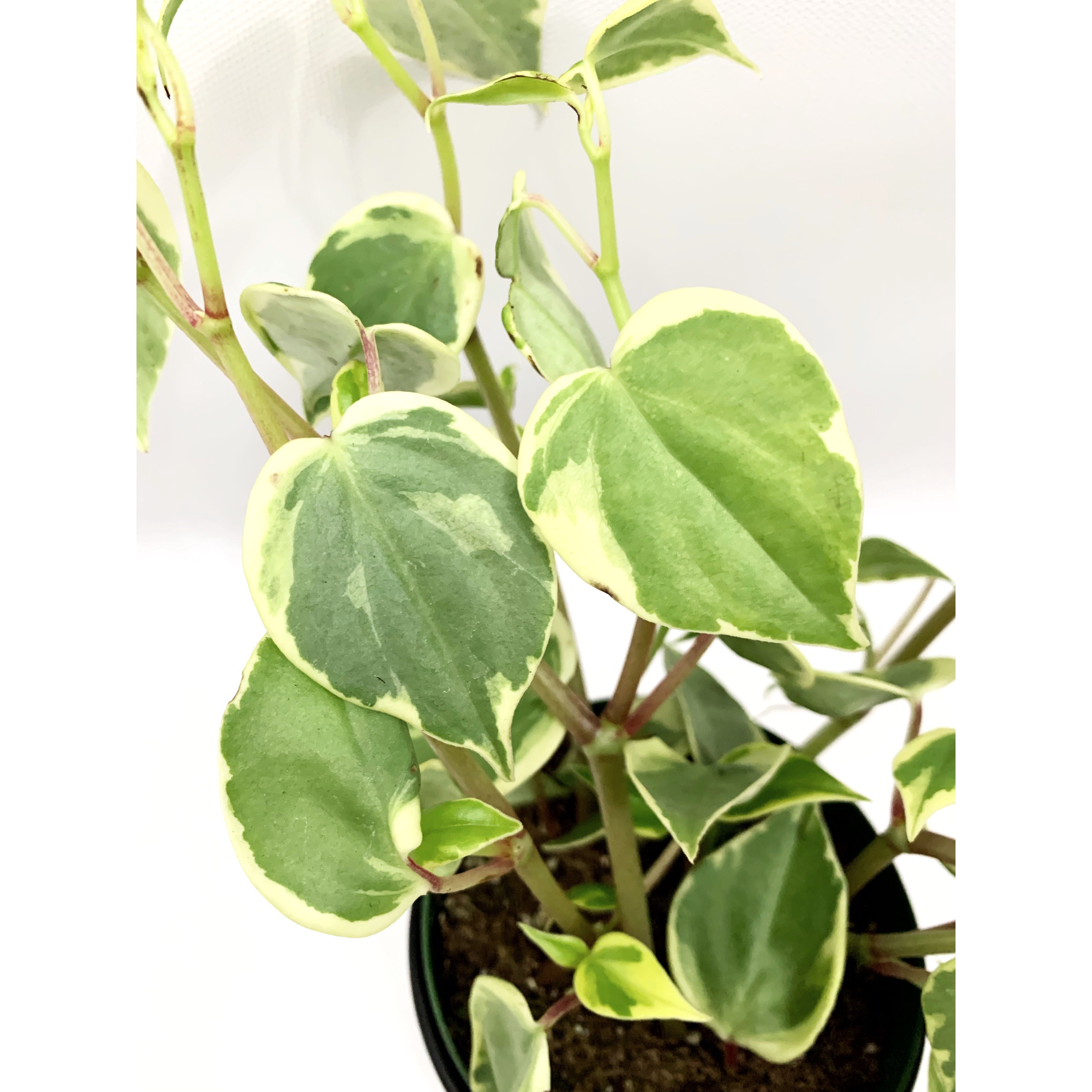 Peperomia Scandens - Las Selvas
