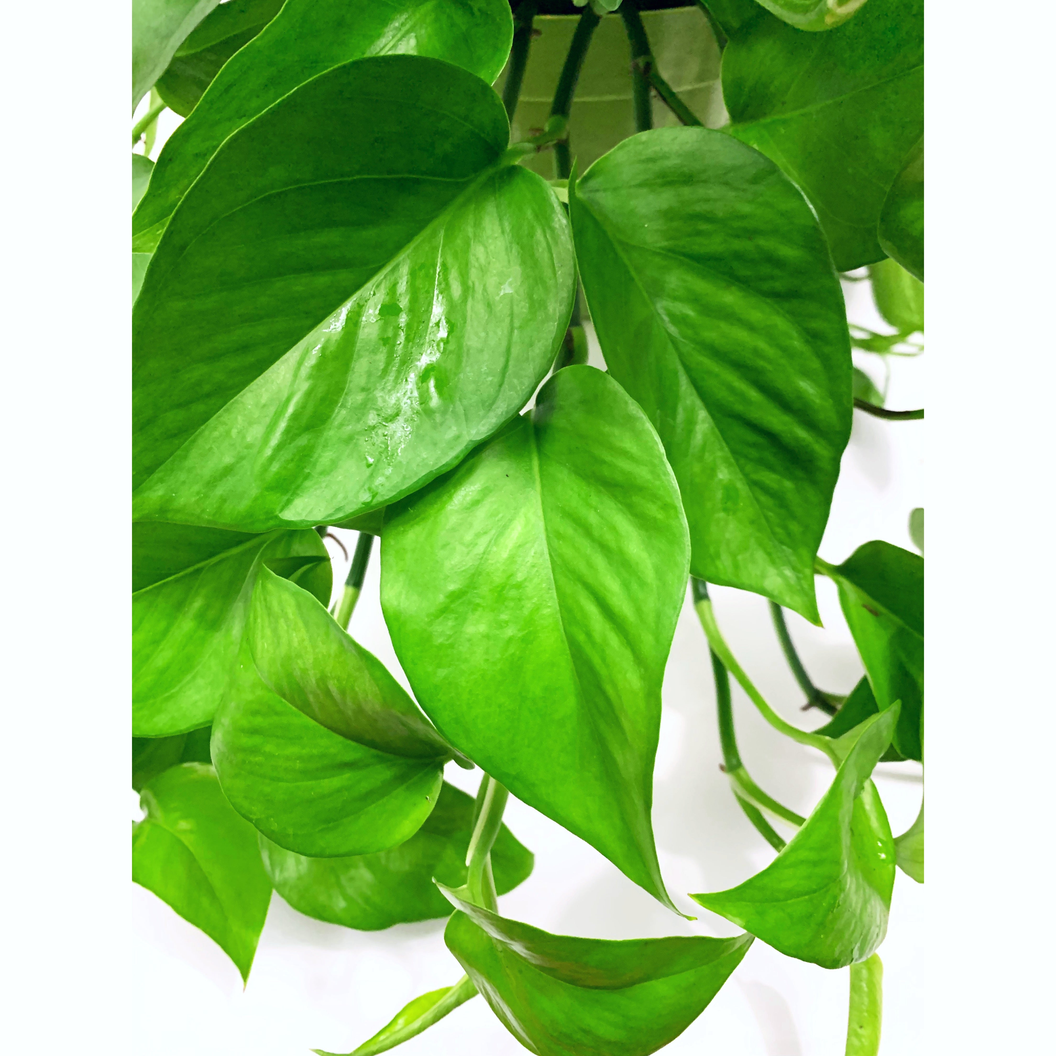 Green Jade Pothos - Las Selvas