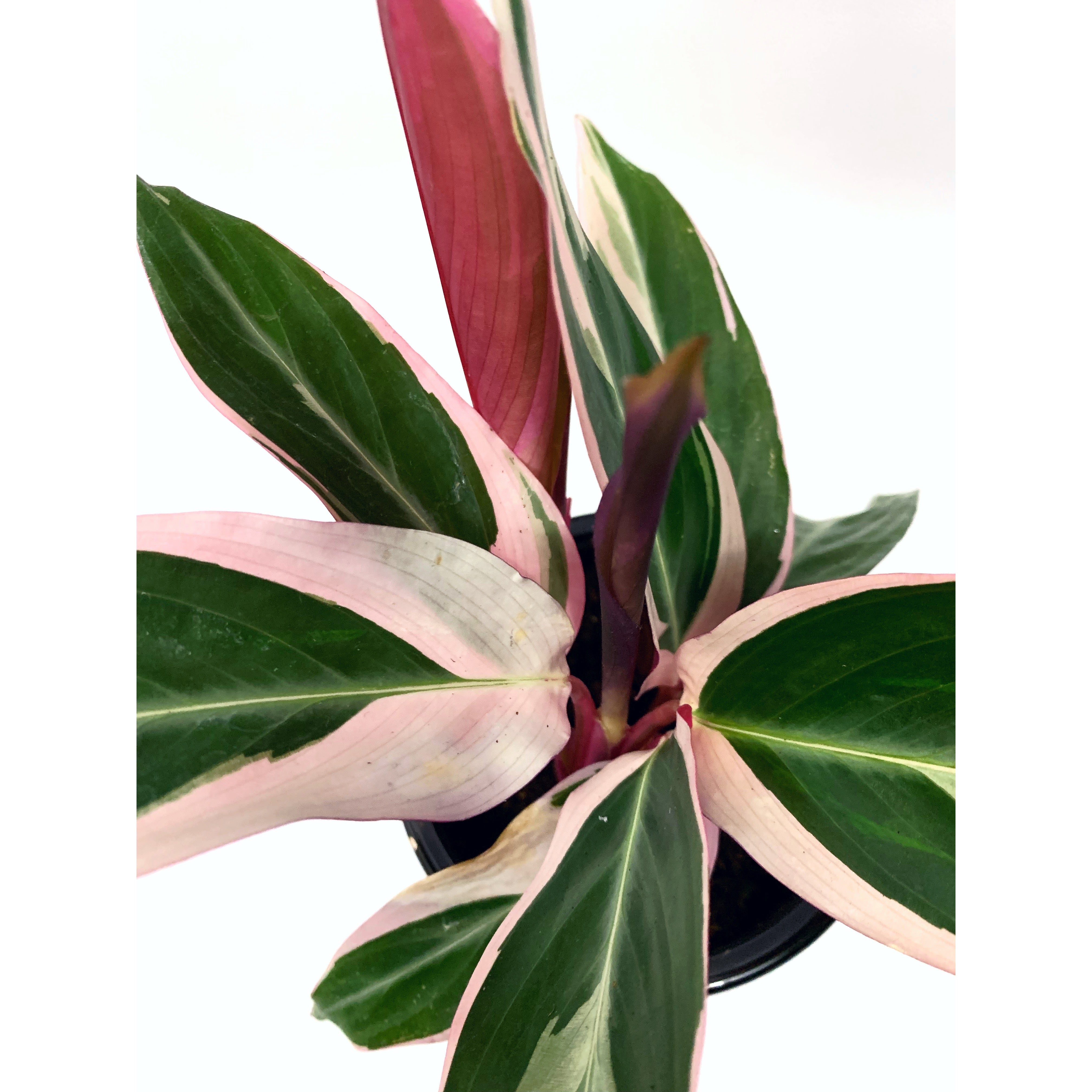 Stromanthe Triostar - Las Selvas