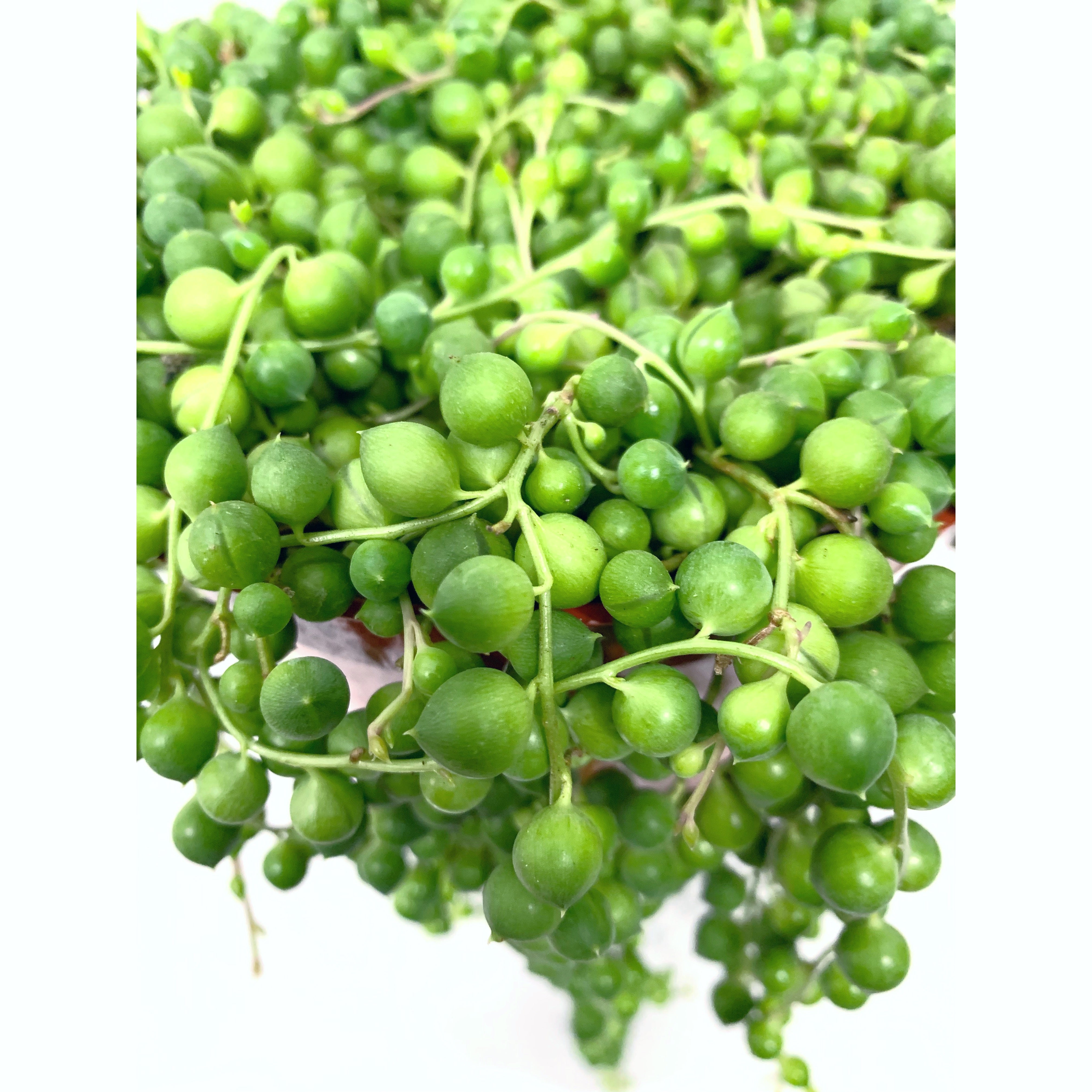 String Of Pearls - Las Selvas