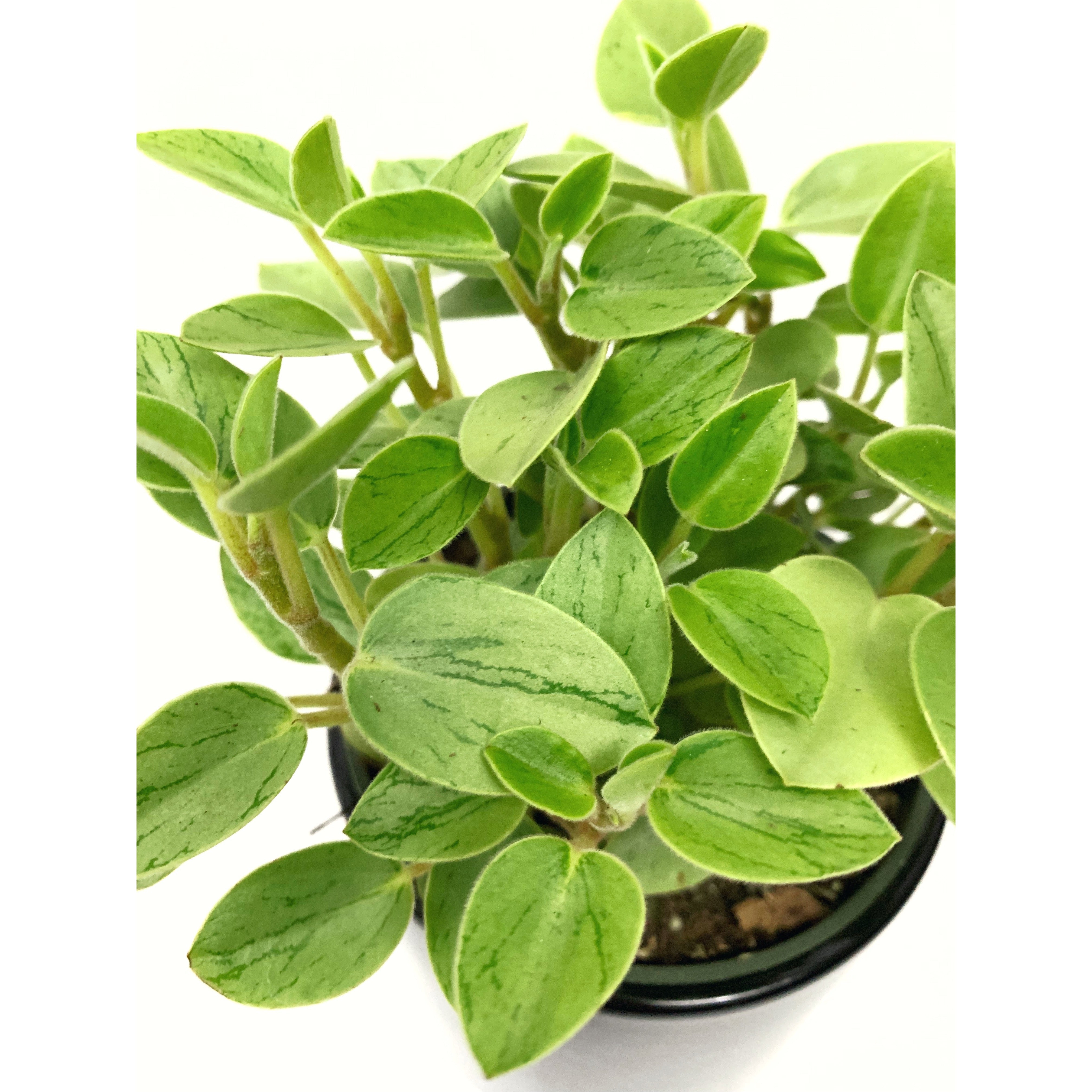 Pixie Lime - Las Selvas