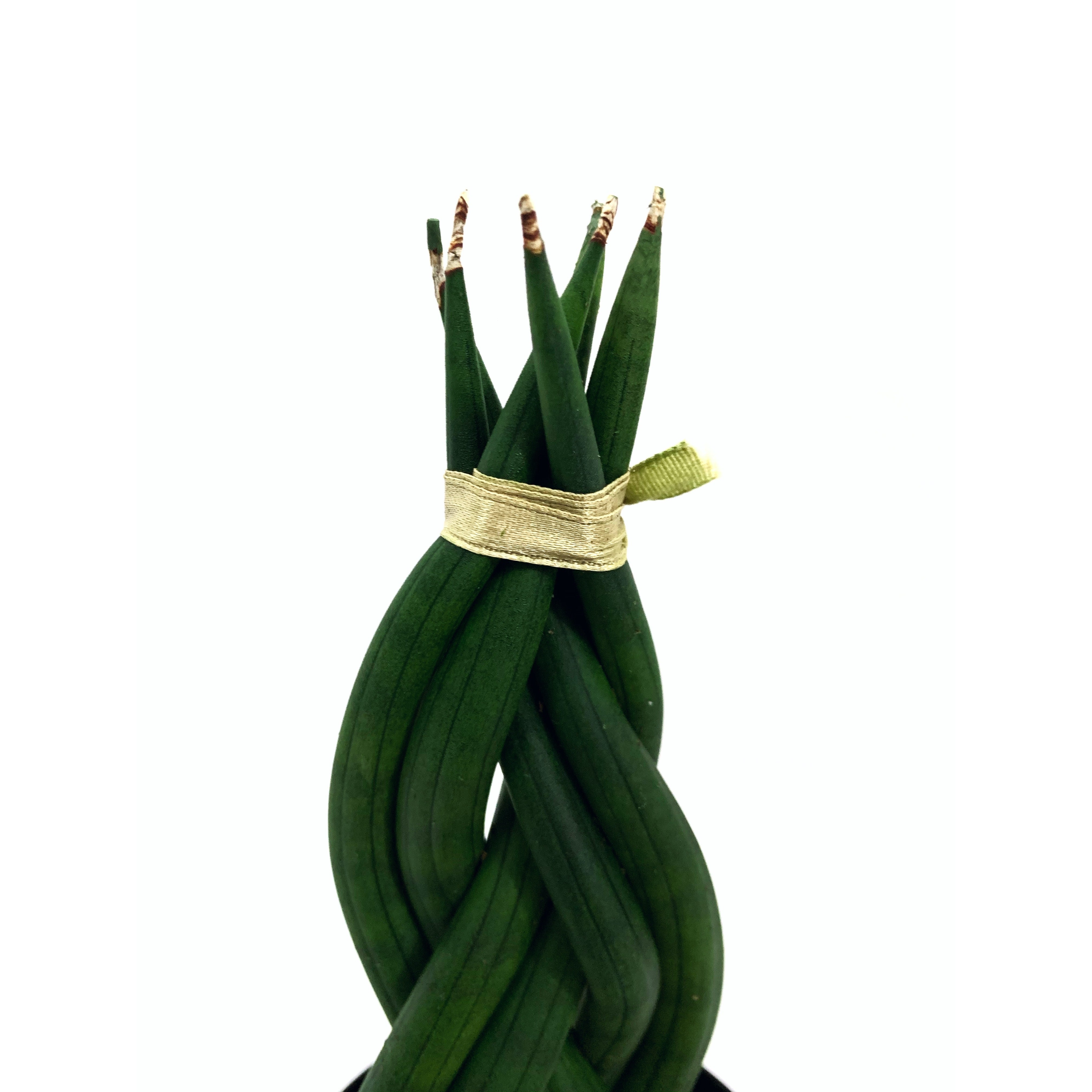 Sansevieria Cylindrica - Las Selvas