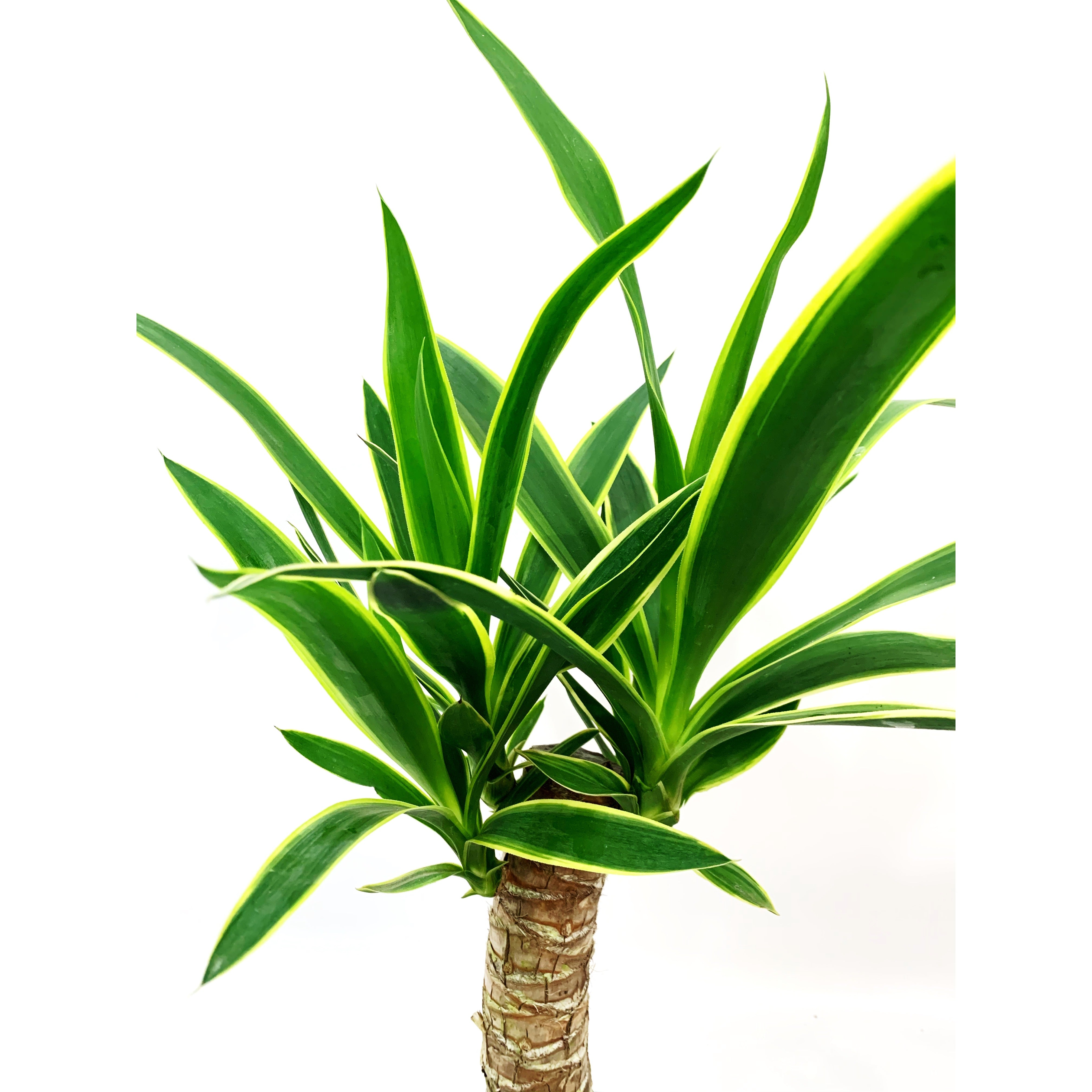 Yucca Variegated - Las Selvas