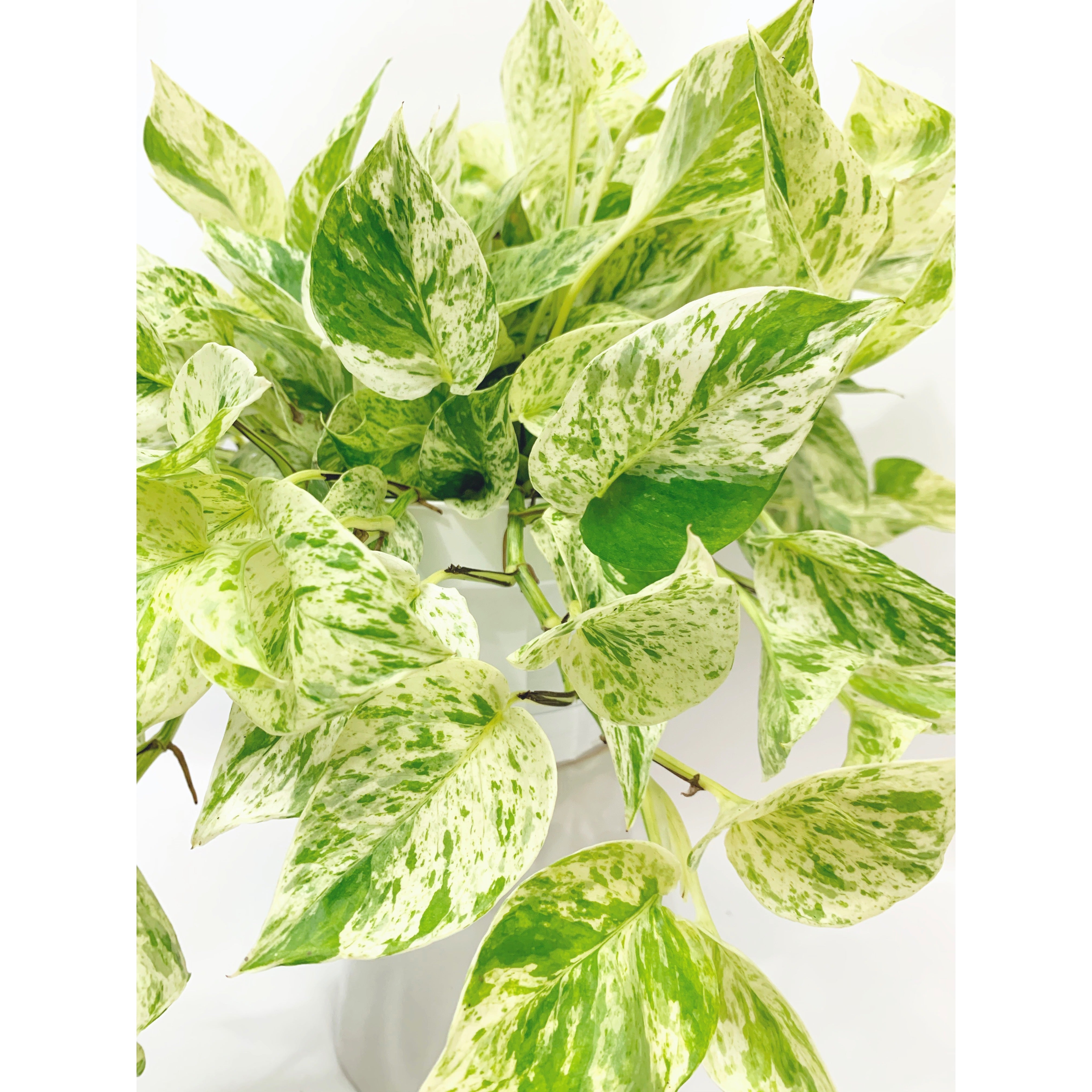 Snow Queen - Las Selvas