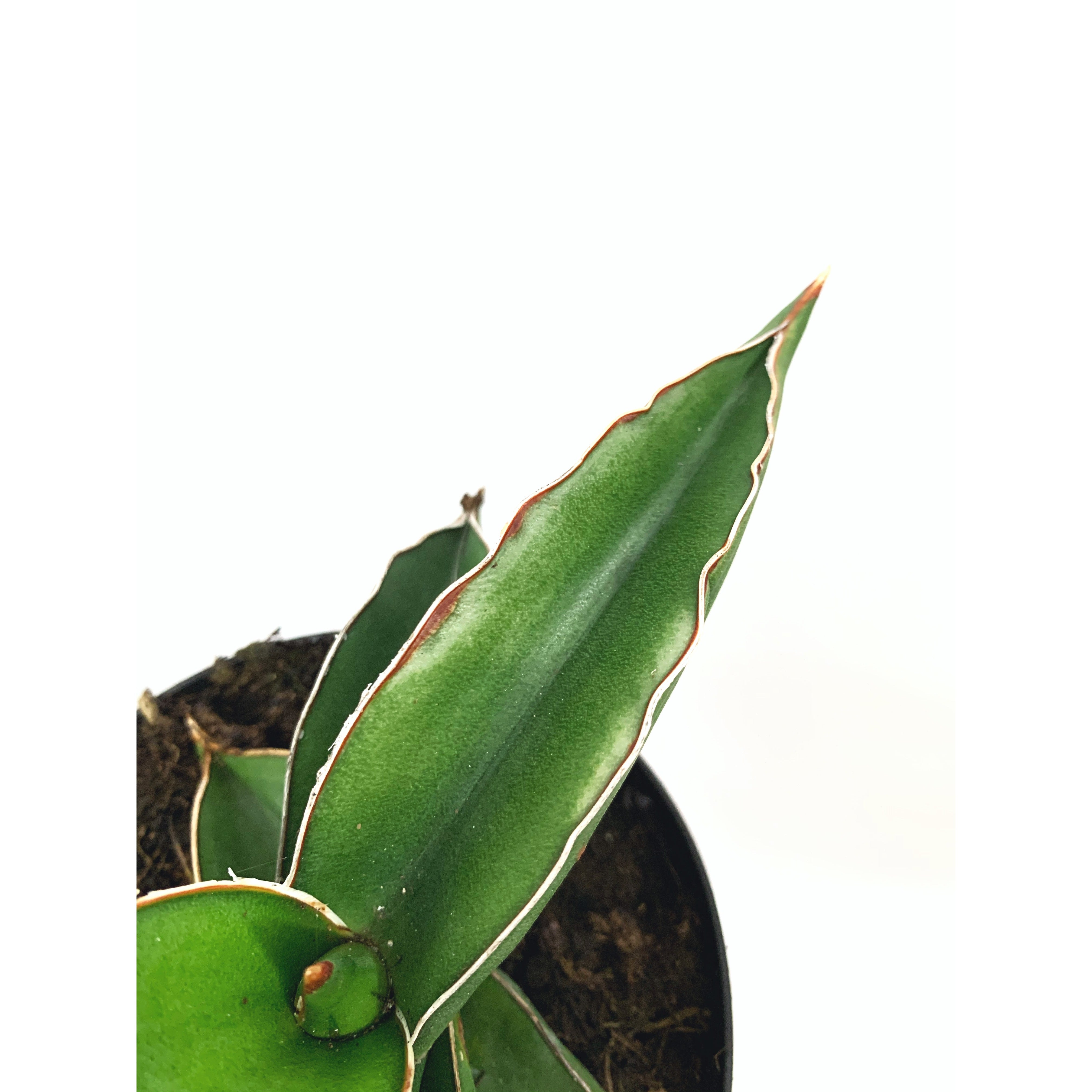 Sansevieria Samurai - Las Selvas