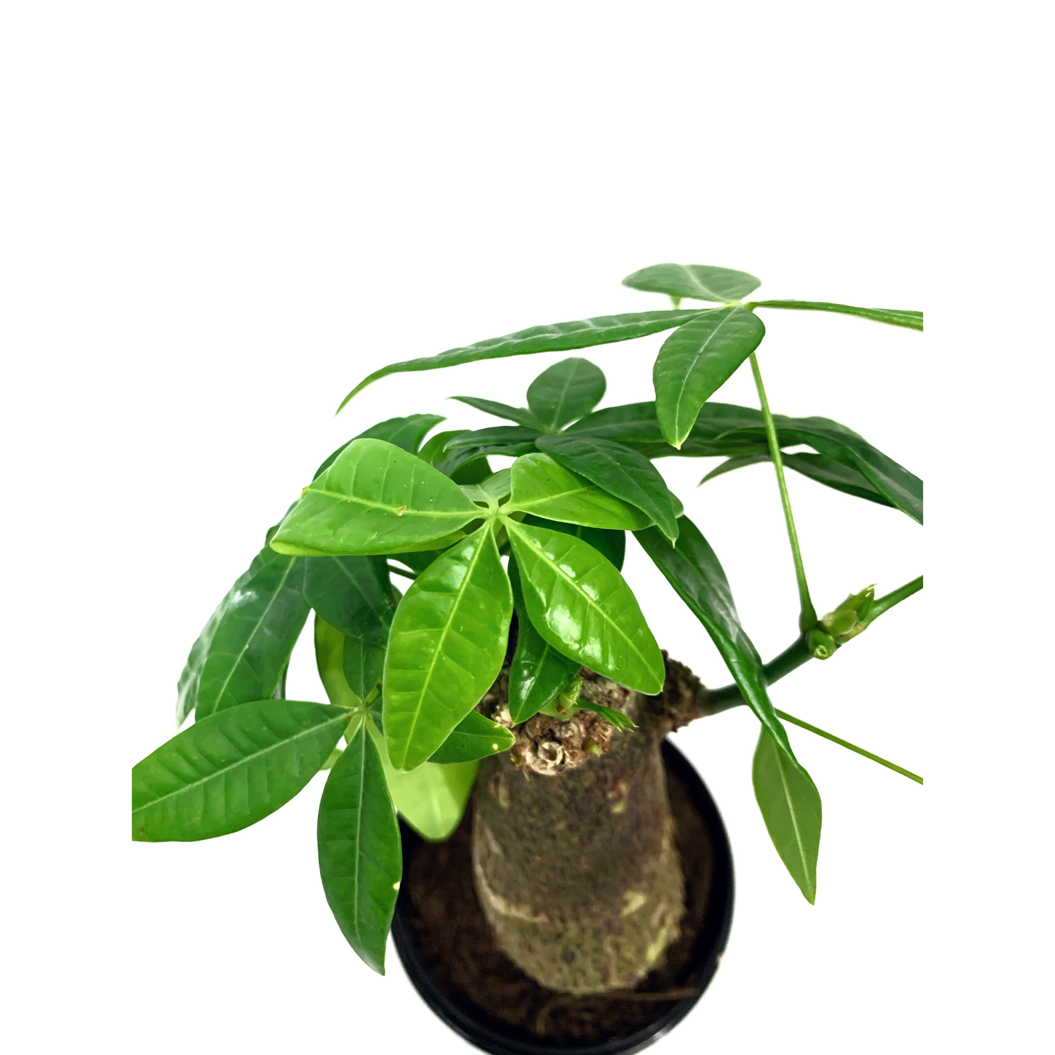 Money Tree Stump - Las Selvas