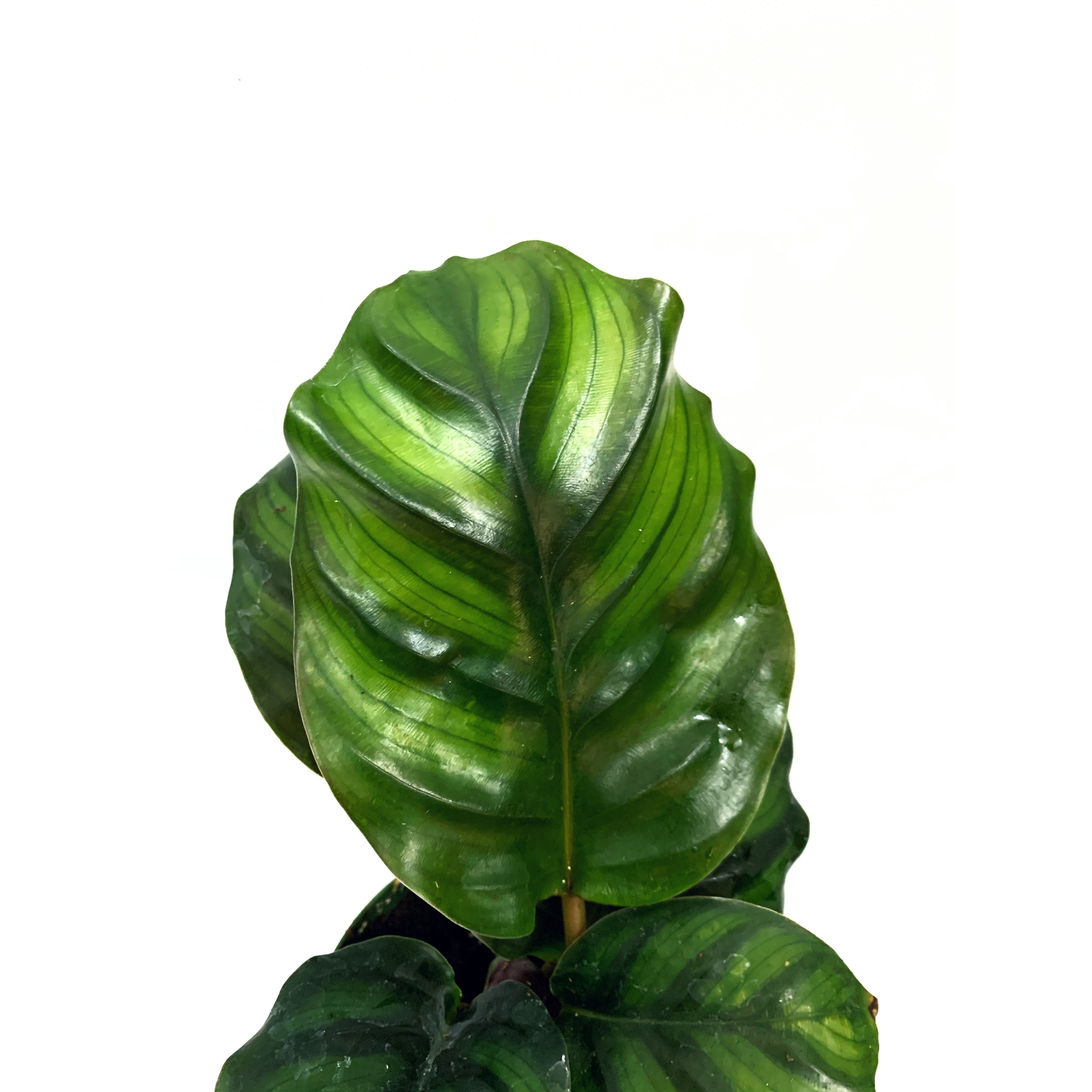 Calathea Rotundifolia - Las Selvas