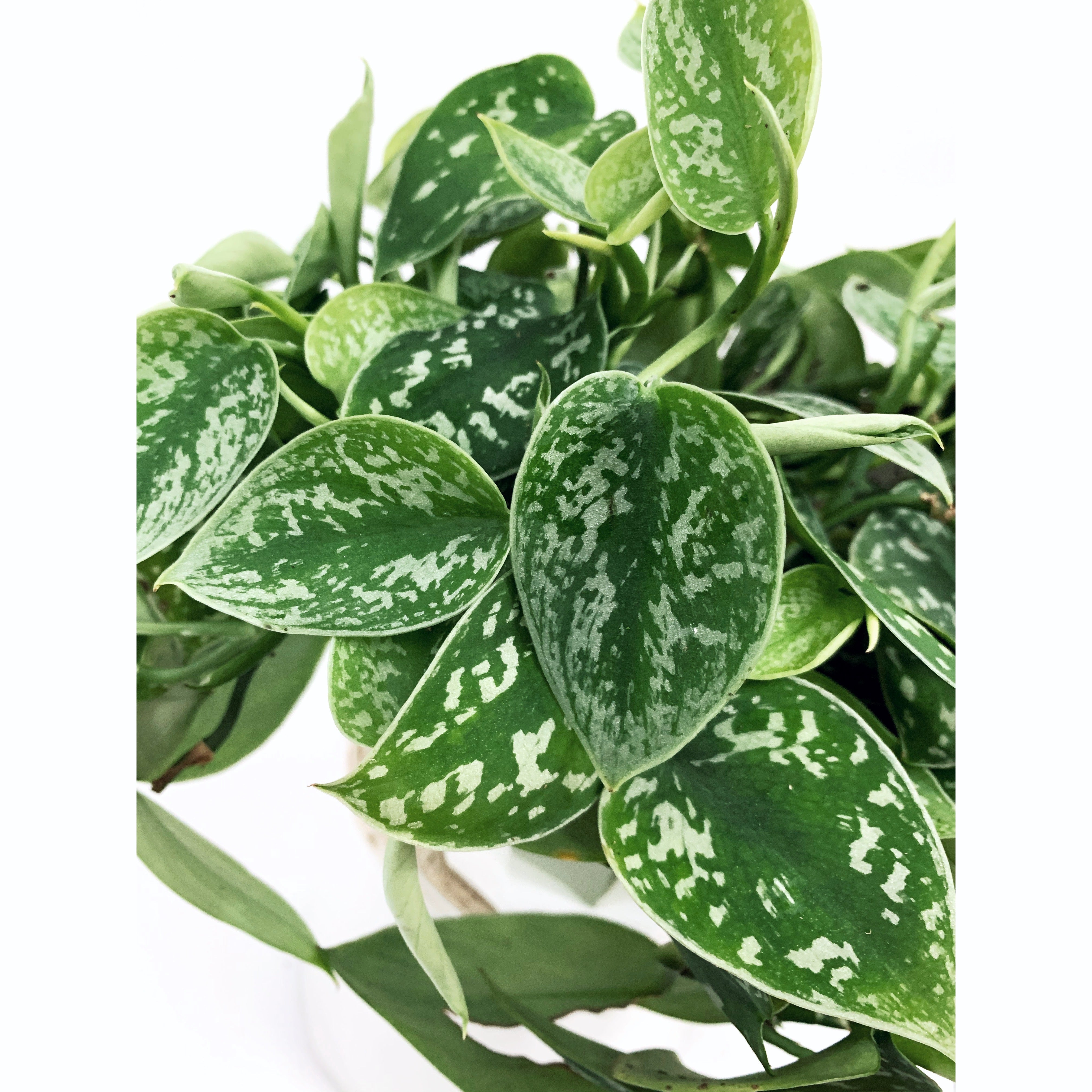 Scindapsus Pictus - Las Selvas