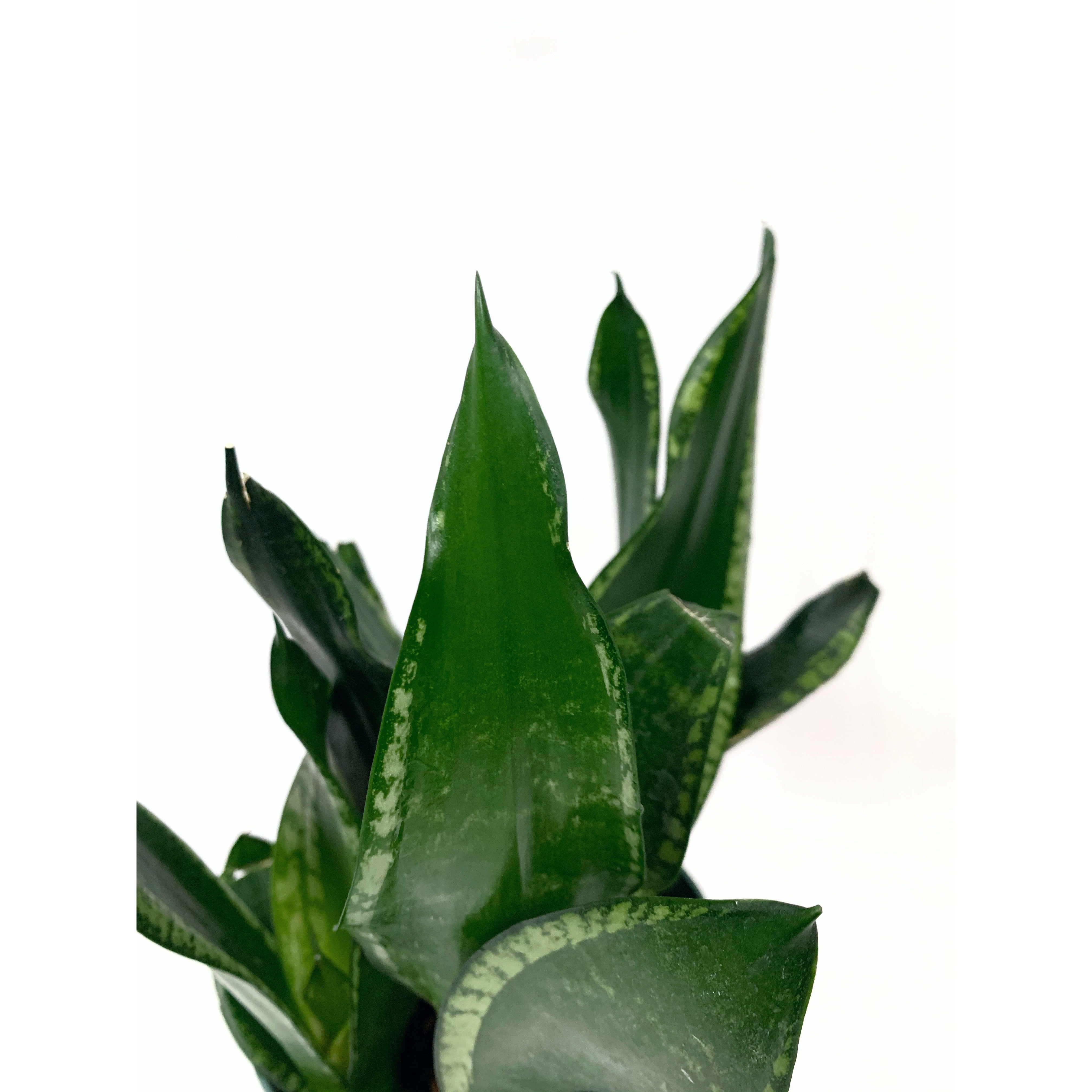 Sansevieria Whitney - Las Selvas