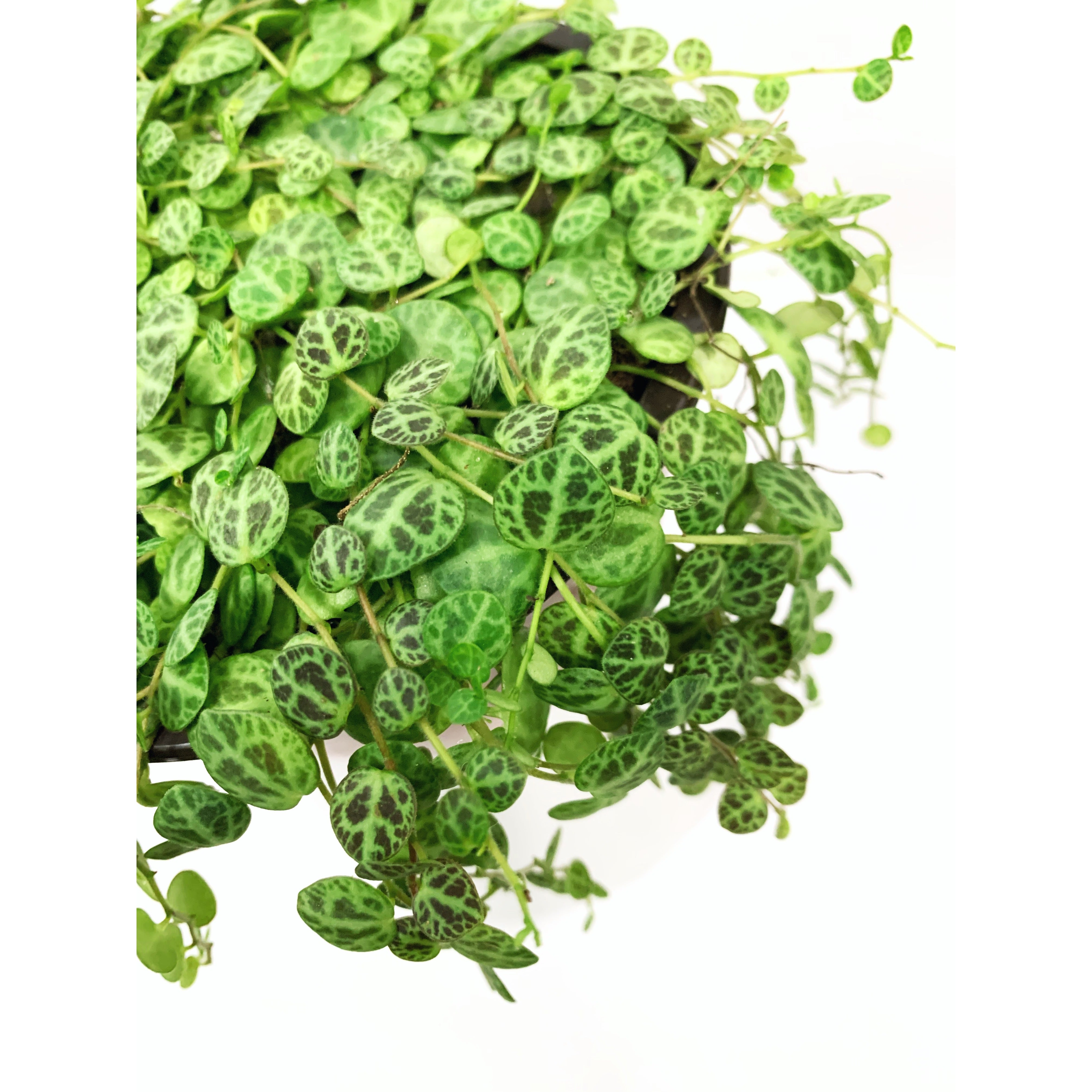 String Of Turtles - Las Selvas