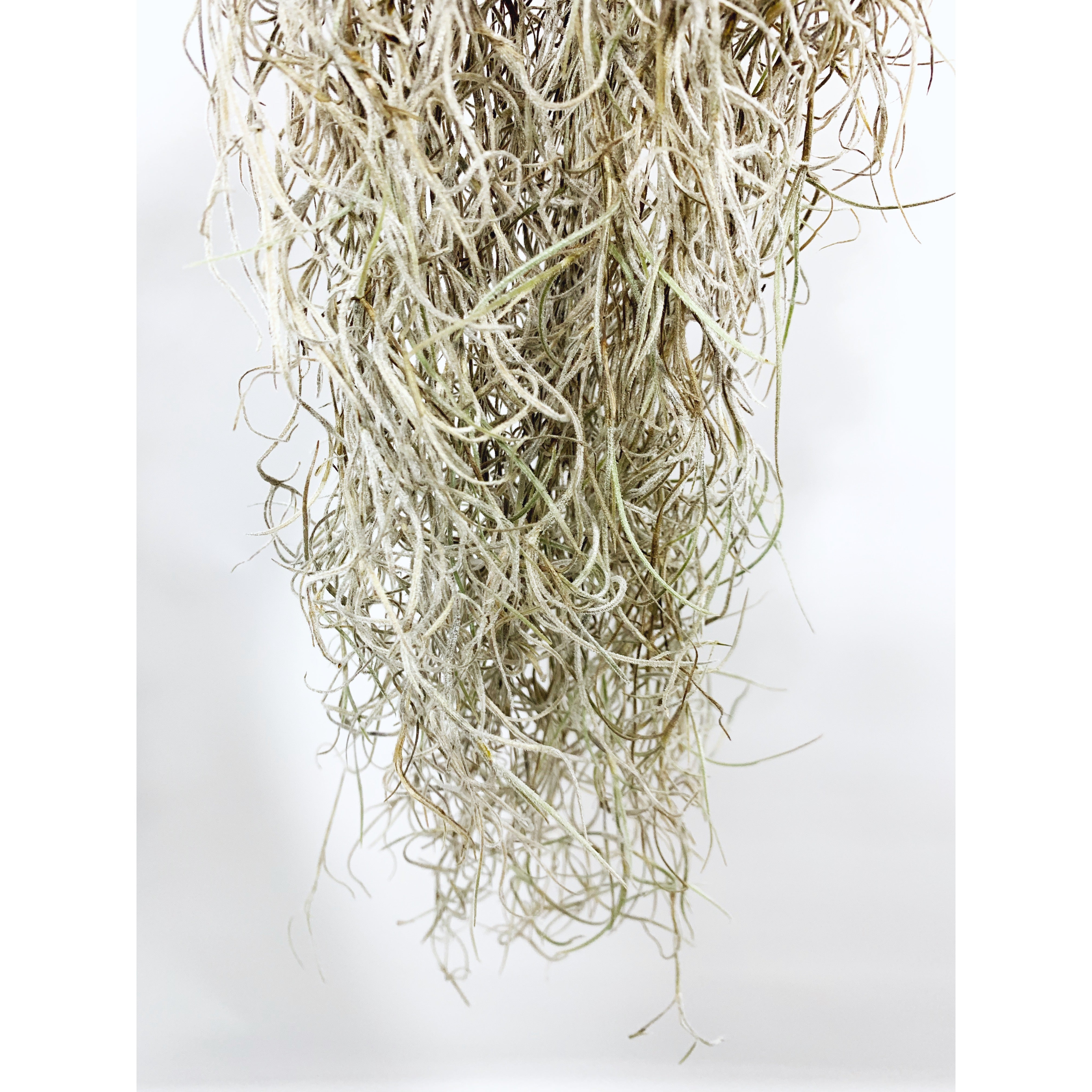 Spanish Moss - Las Selvas