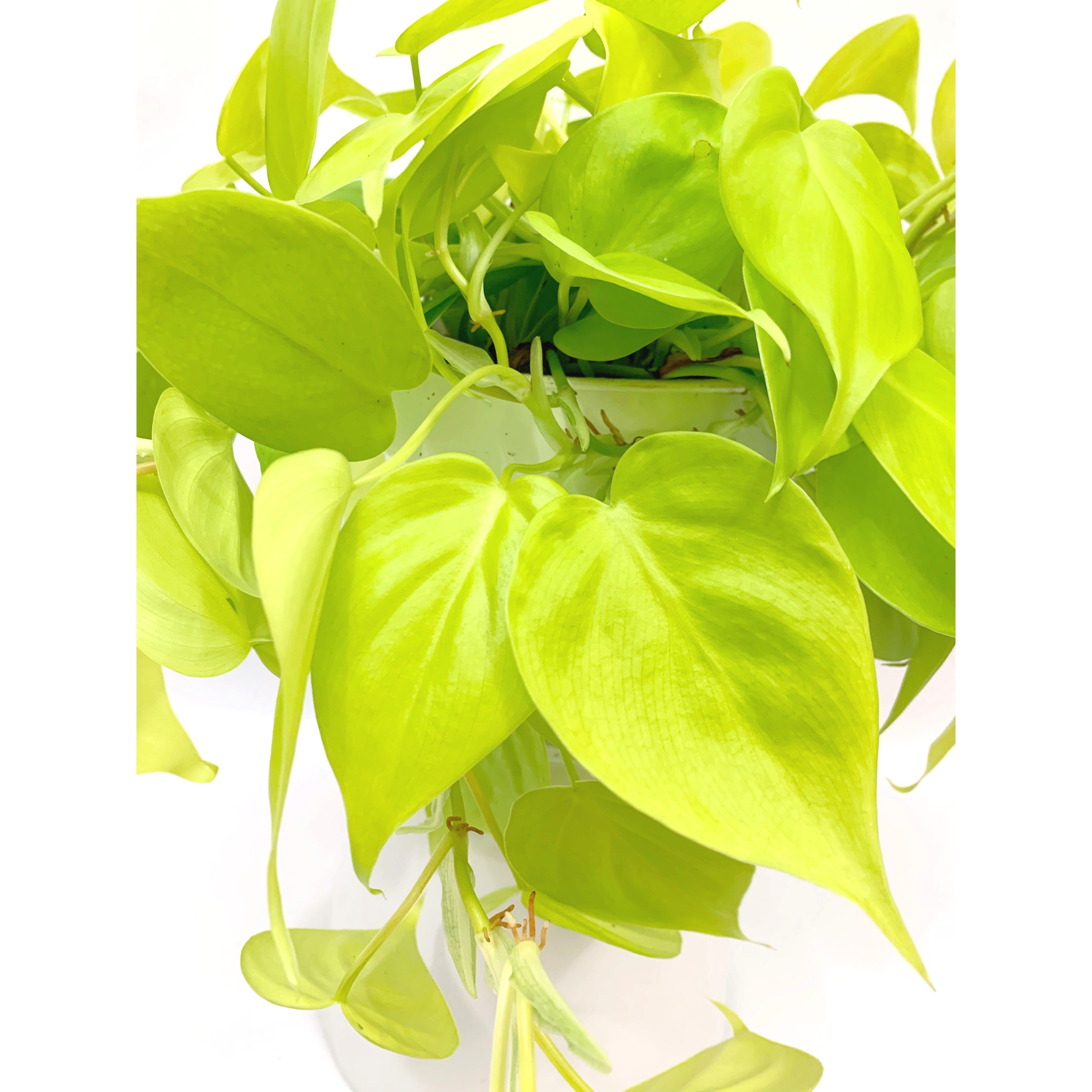 Neon Cordatum - Las Selvas