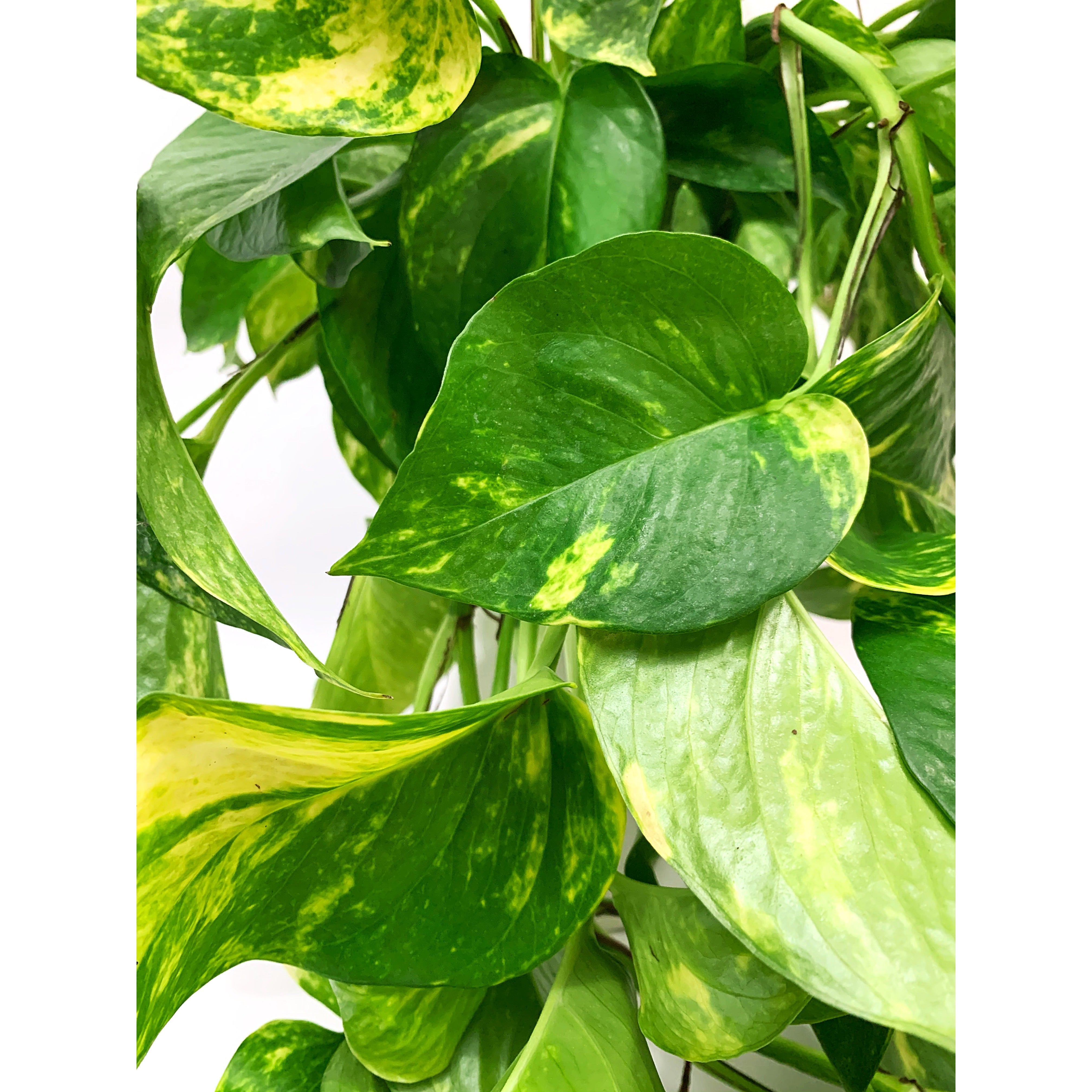 Giant Pothos - Las Selvas