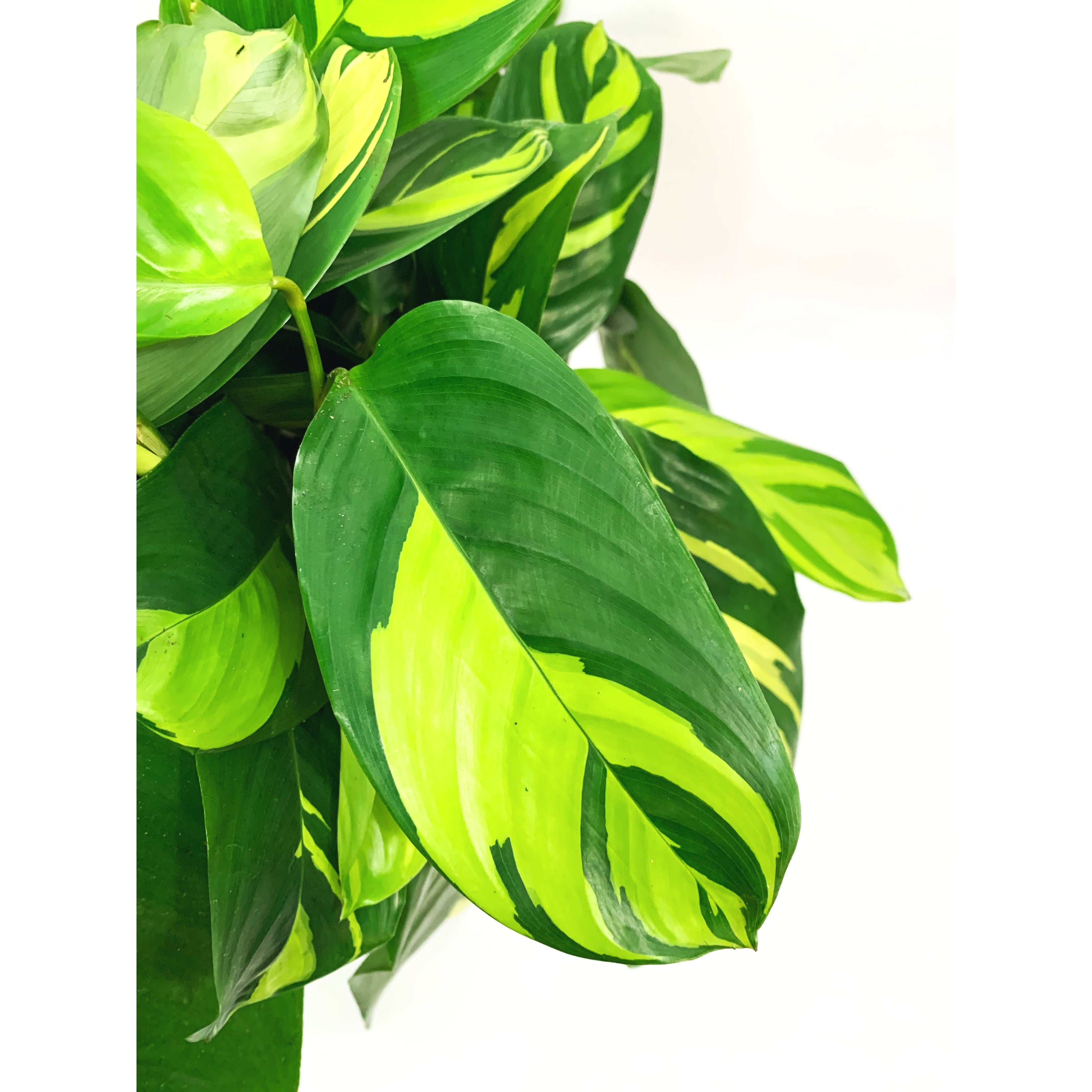 Ctenanthe Lubbersiana - Las Selvas