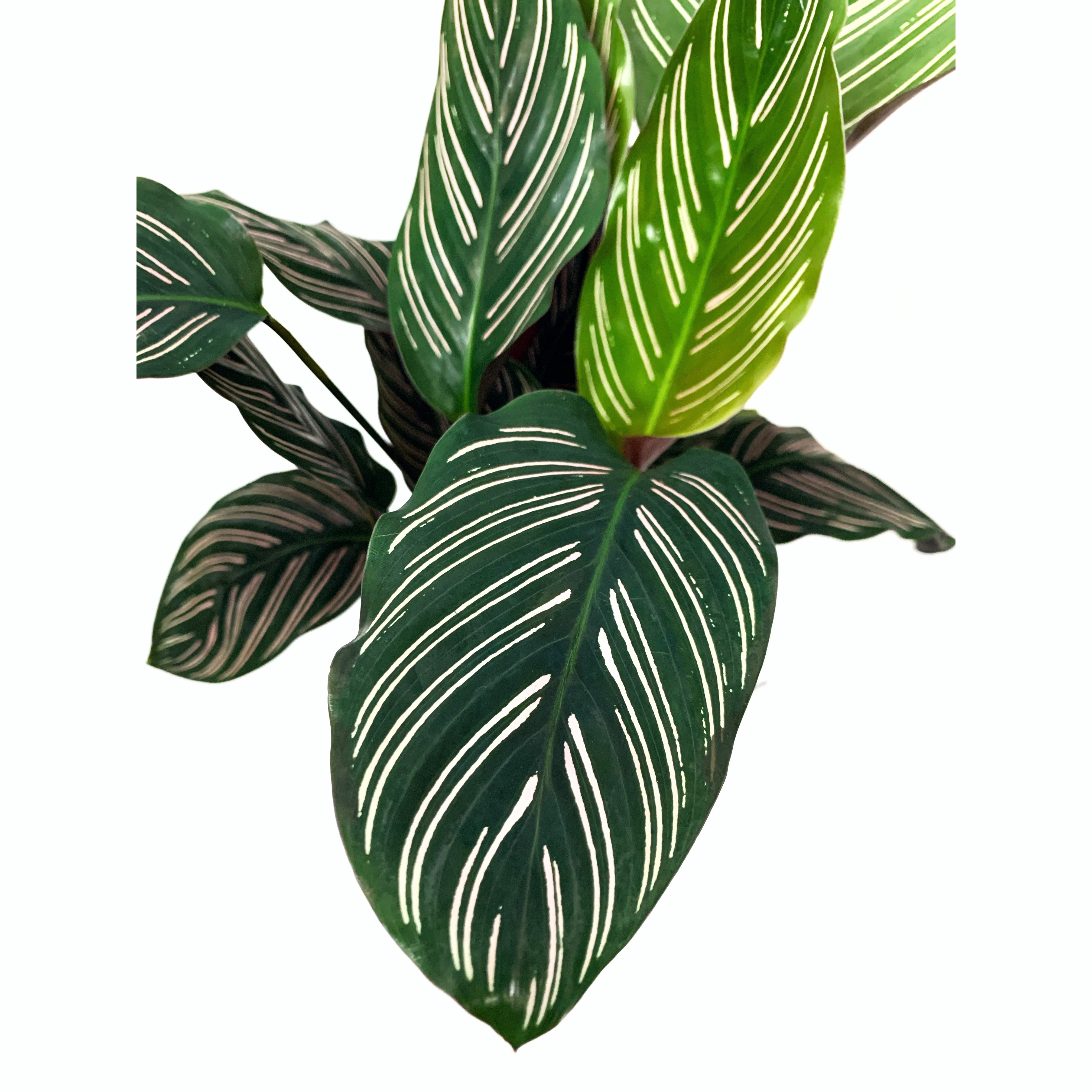 Calathea Ornata - Las Selvas