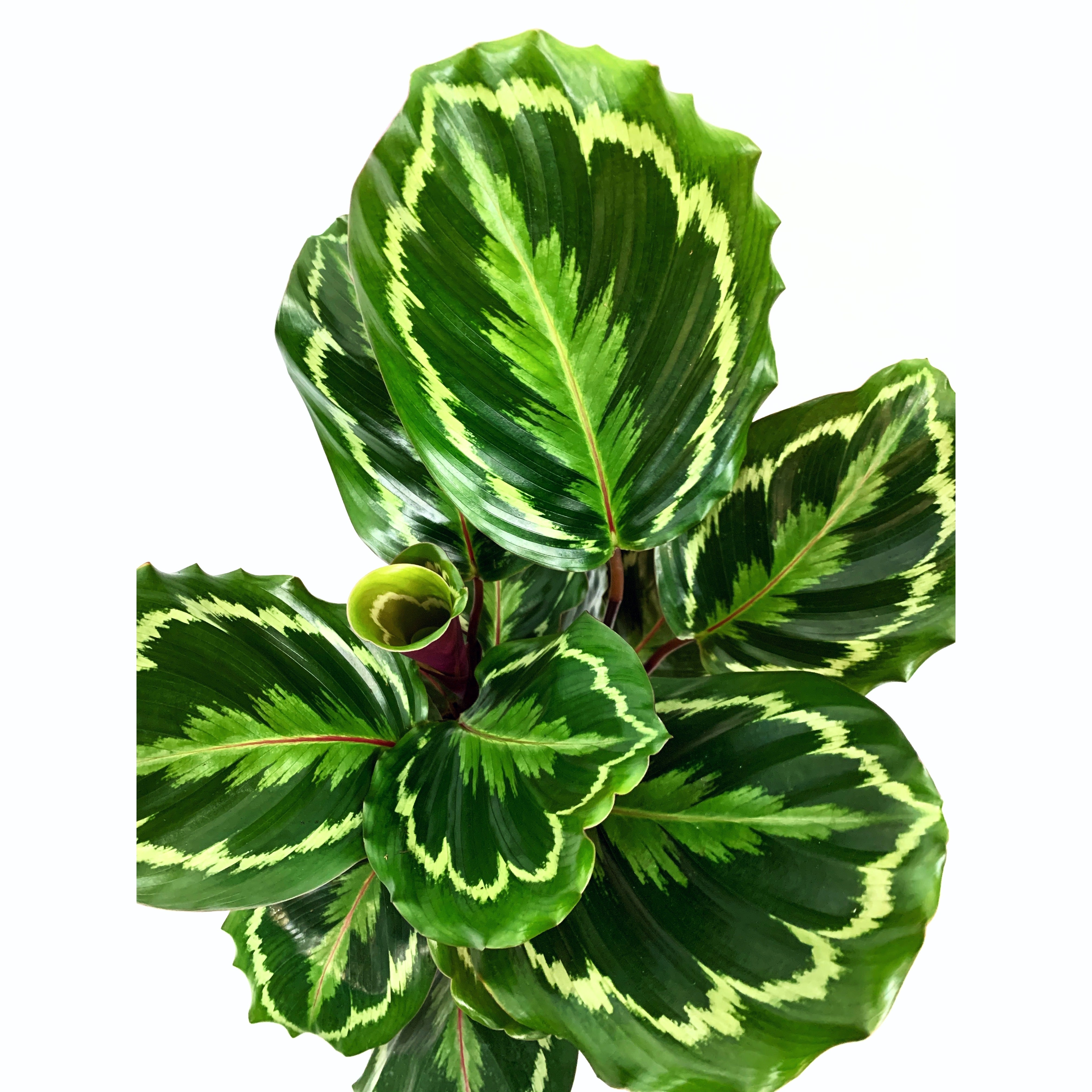 Calathea Medallion - Las Selvas