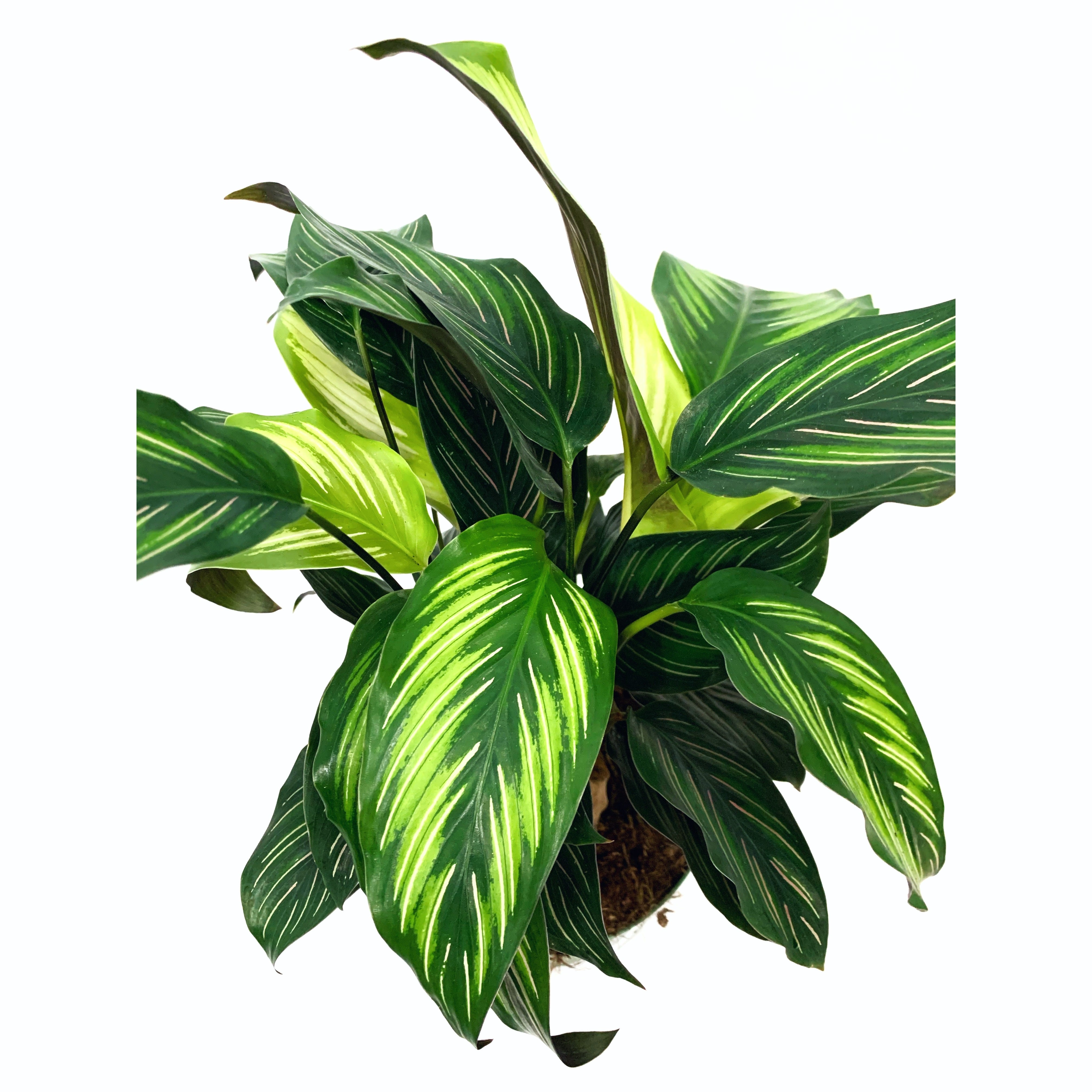 Calathea 'Beauty Star' - Las Selvas